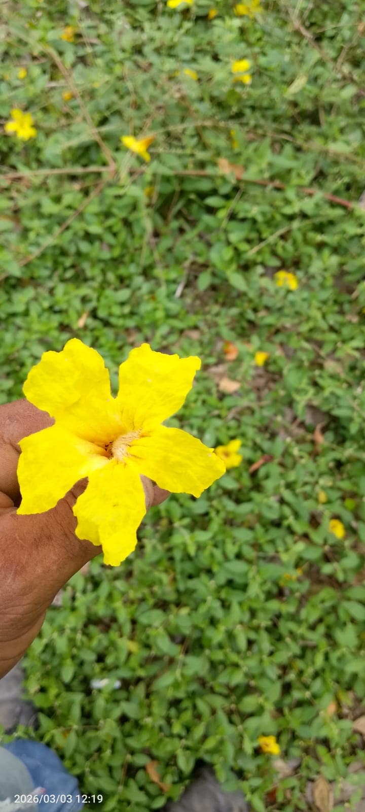 Vista Hermosa Woke in Flowers