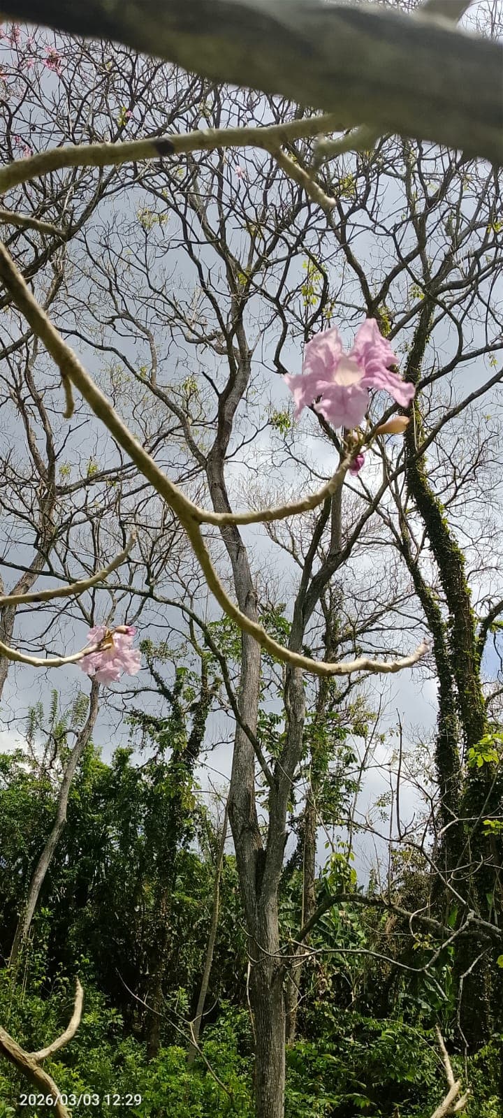 Vista Hermosa Woke in Flowers · 2
