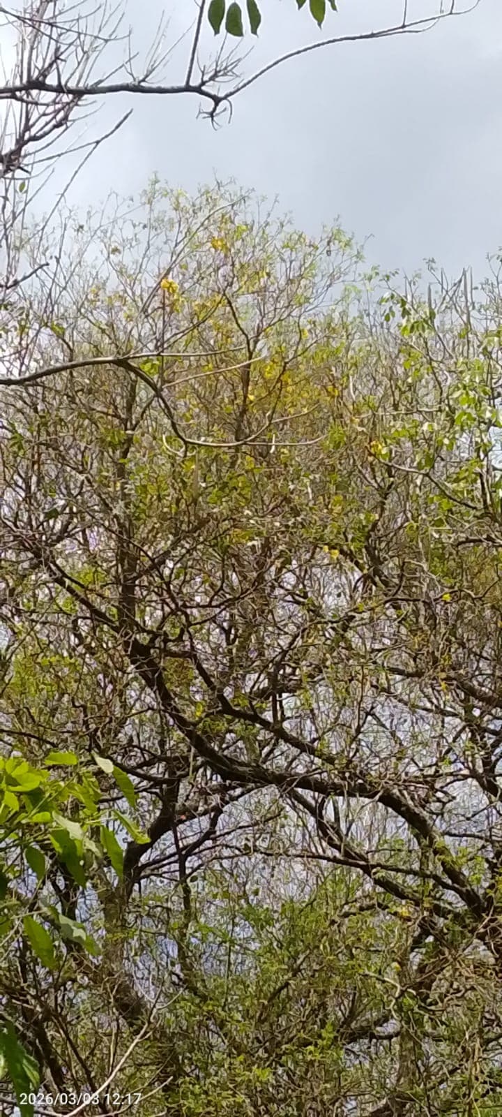 Vista Hermosa Woke in Flowers · 3