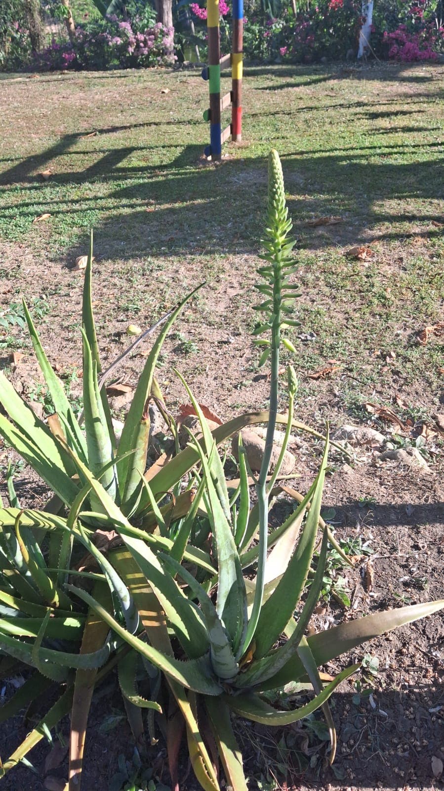 Die Aloe, die im Innenhof blühte
