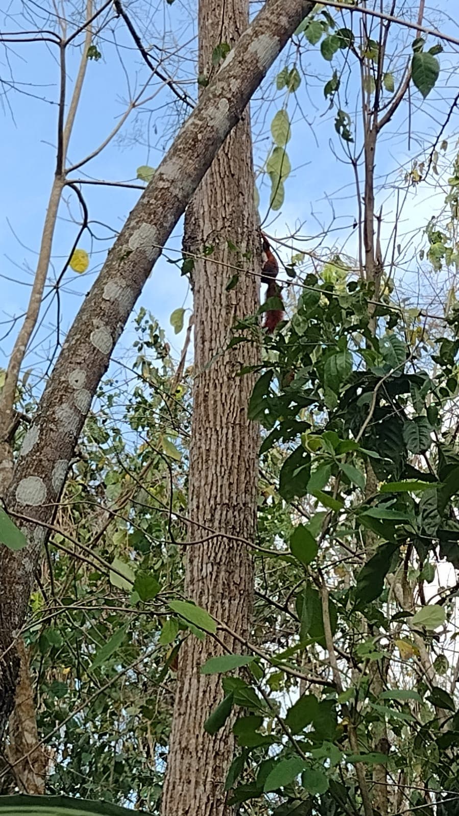 Rotes Eichhörnchen und Spuren des Gürteltiers