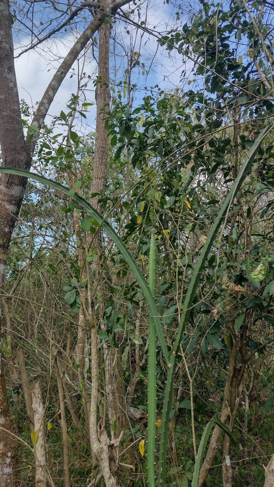 Rotes Eichhörnchen und Spuren des Gürteltiers · 2