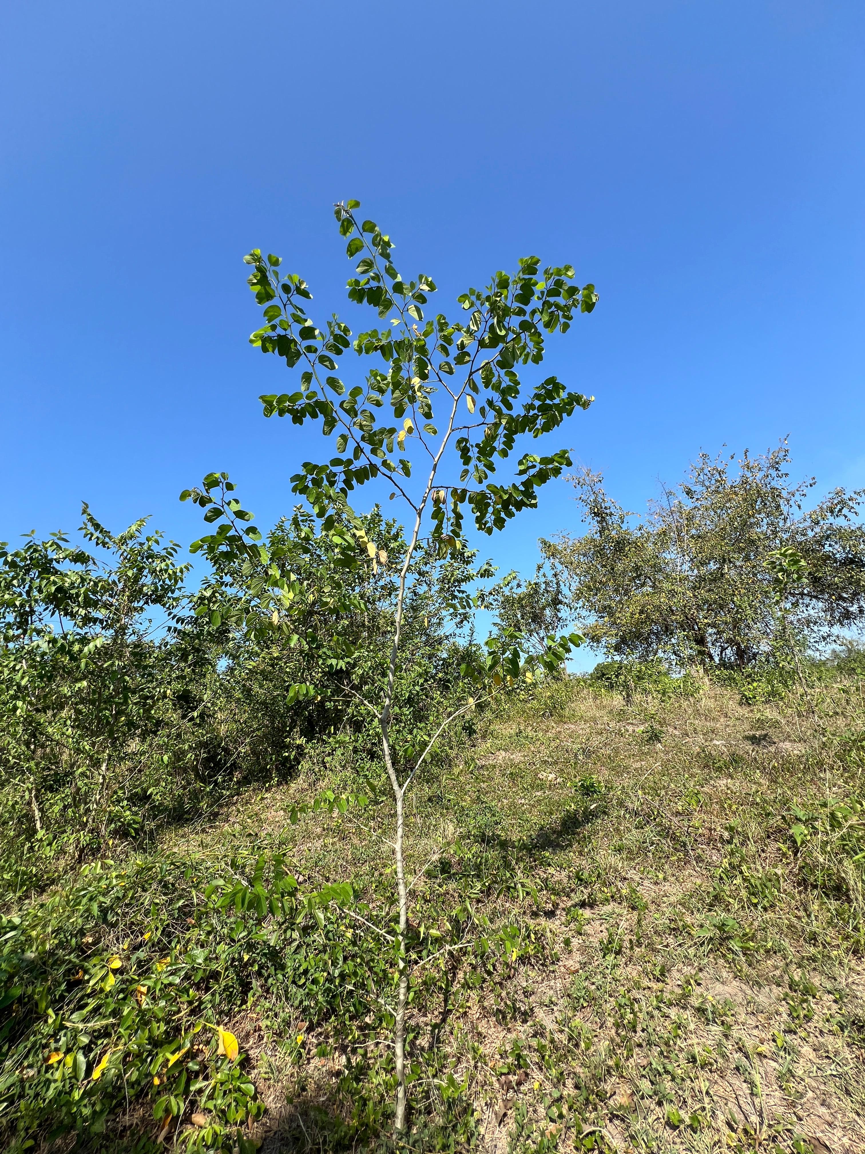 What the Wilderness Holds: Family Leguminosae