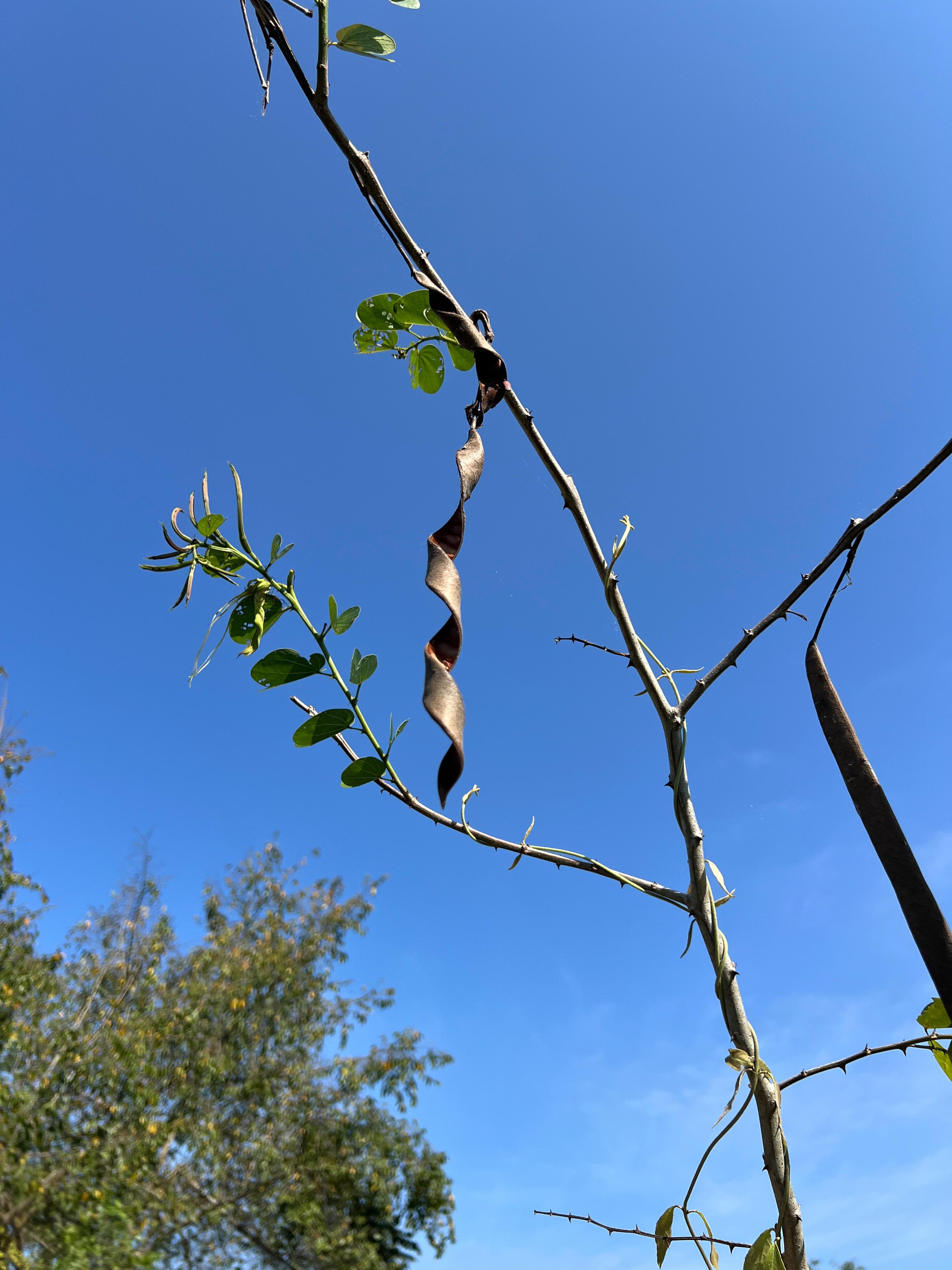 What the Wilderness Holds: Family Leguminosae · 7