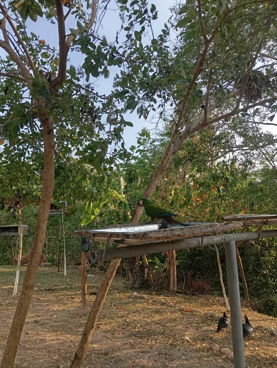 The Macaw That Had Outgrown the Aviary