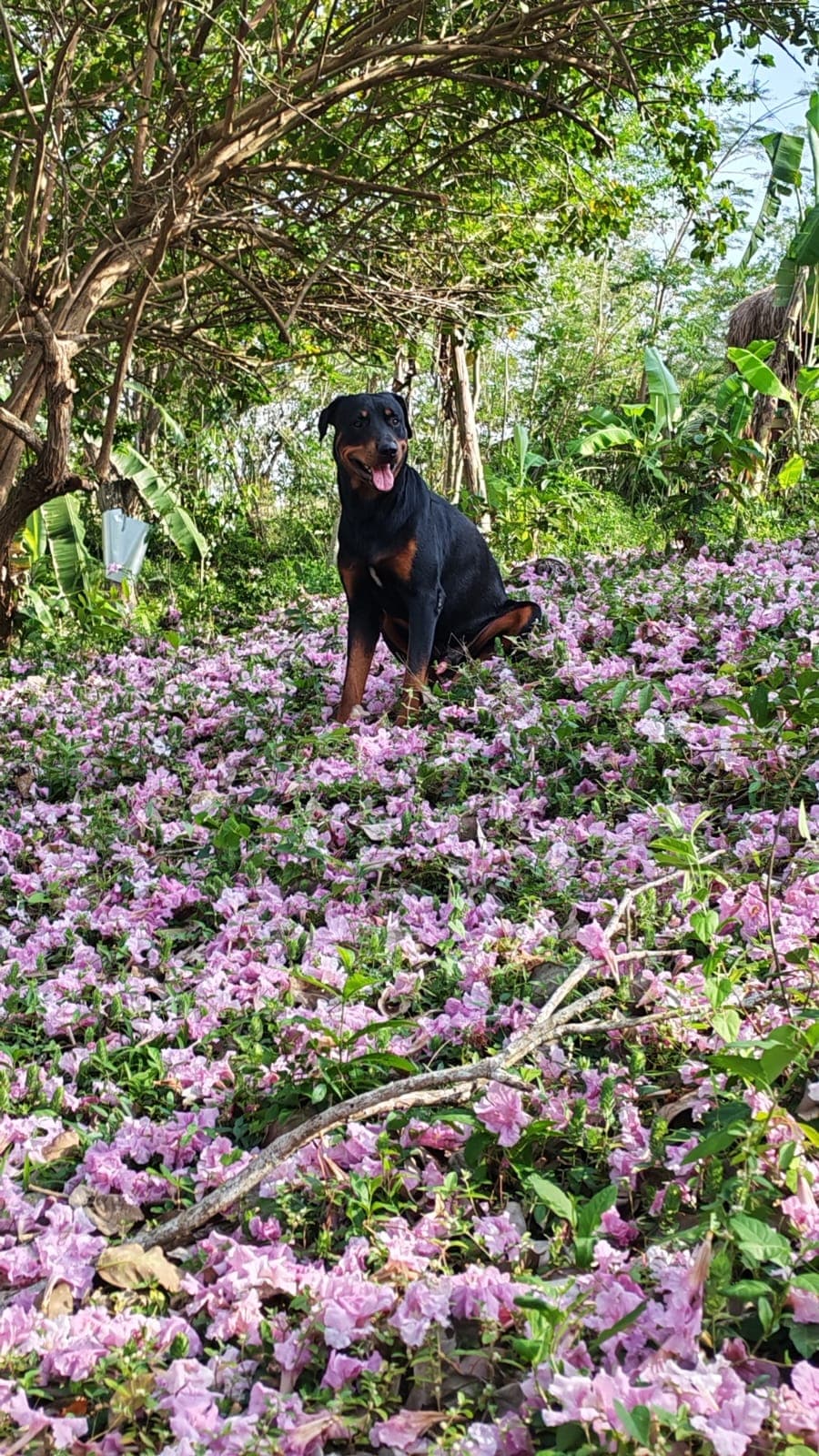 Happy, le achiote et la lagune rose · 2
