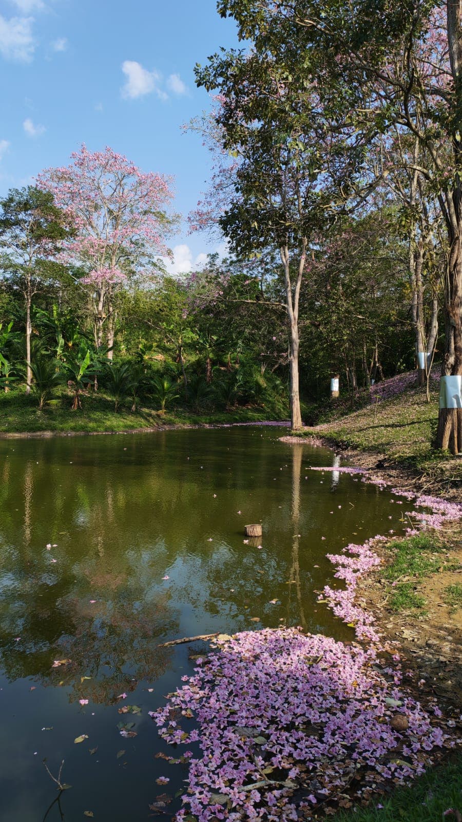 Happy, le achiote et la lagune rose · 3