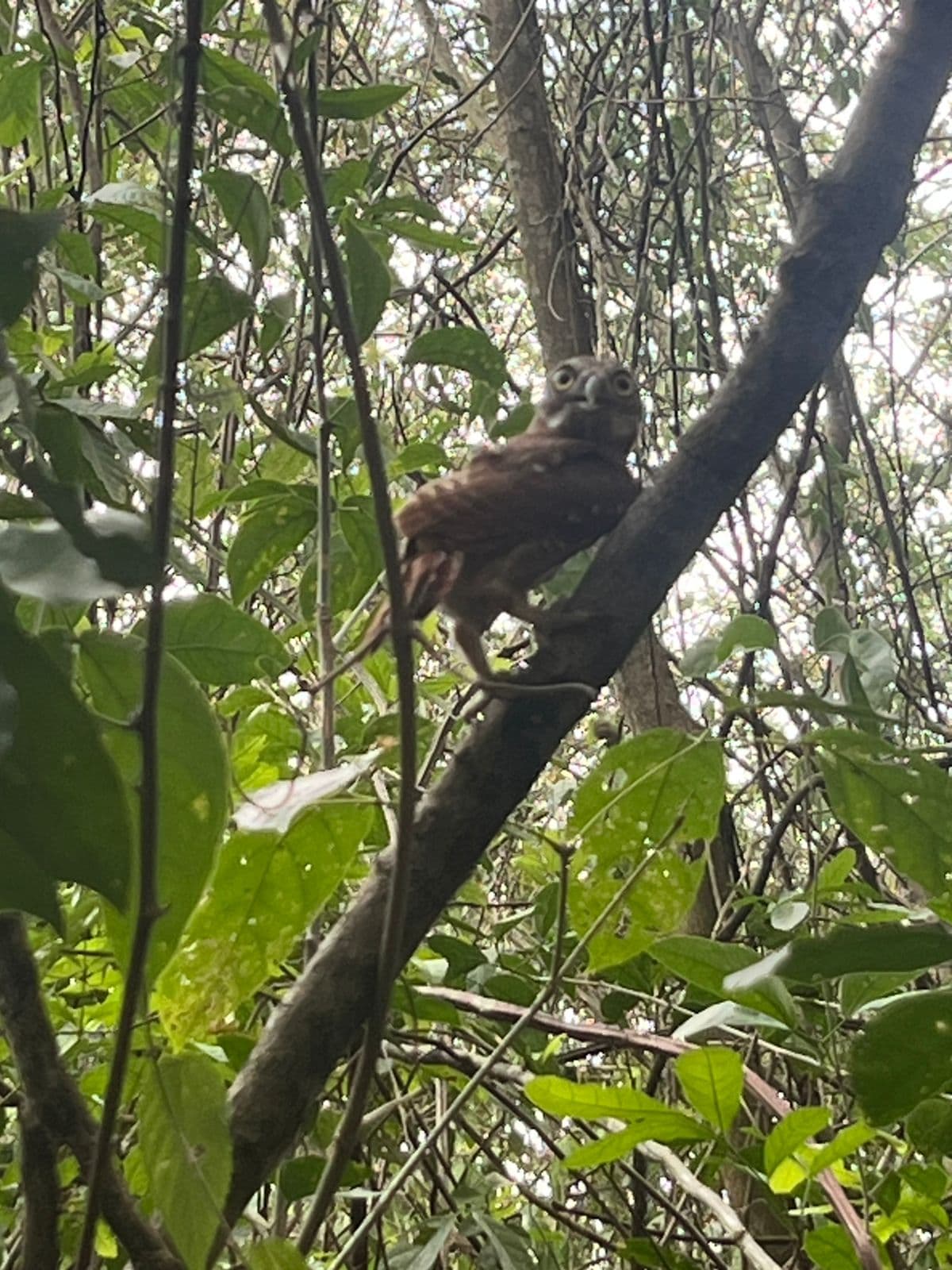 Un hibou, un paresseux et la forêt qui les a accueillis