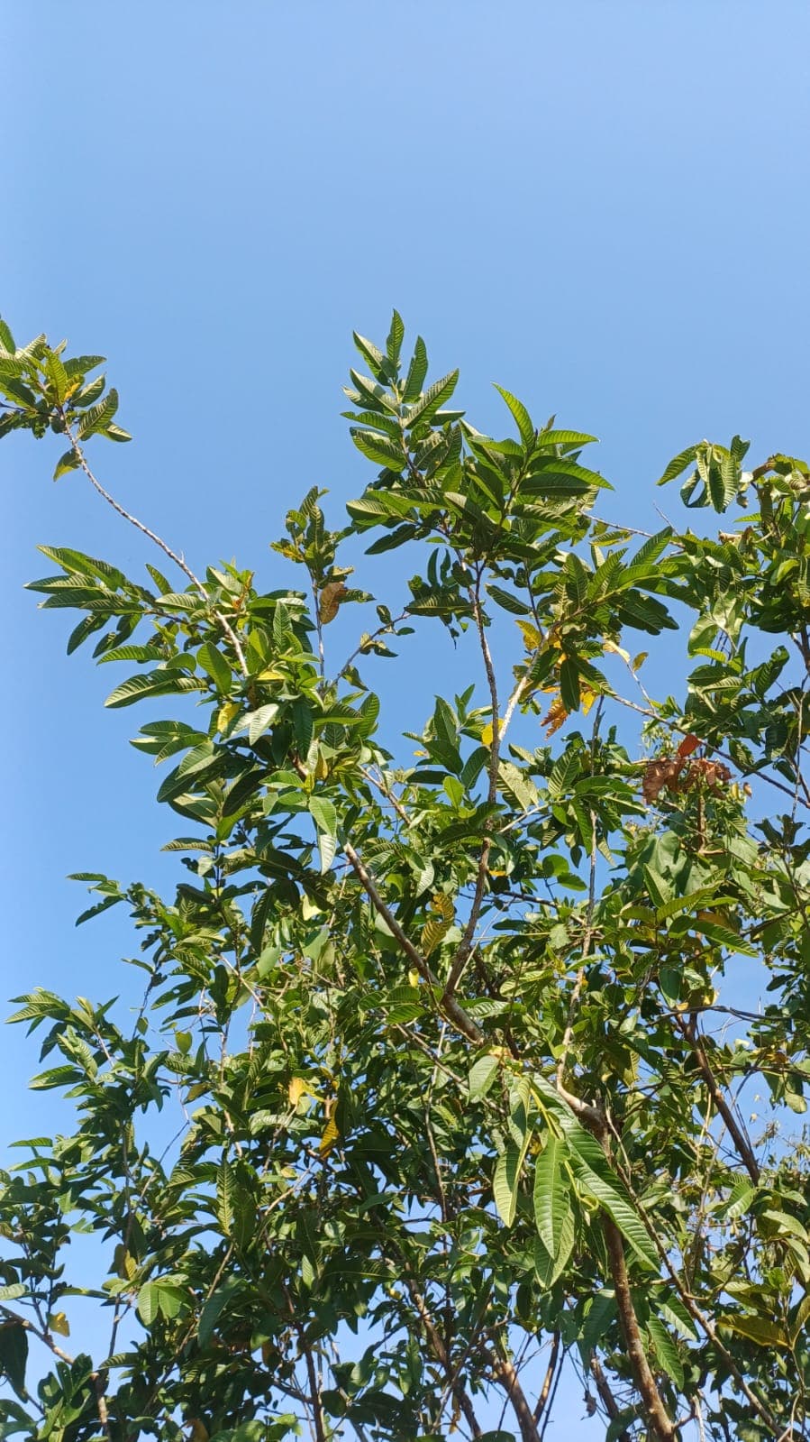 A Guava Tree With Fruits Still Waiting