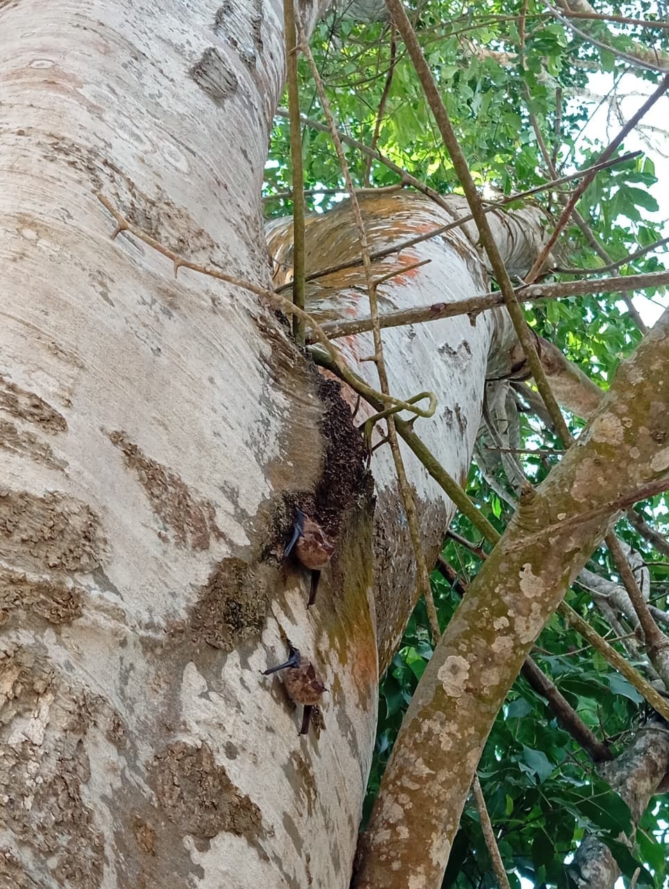 Two Sleeping Visitors in the Mamón