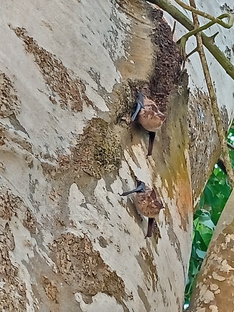 Two Sleeping Visitors in the Mamón · 2