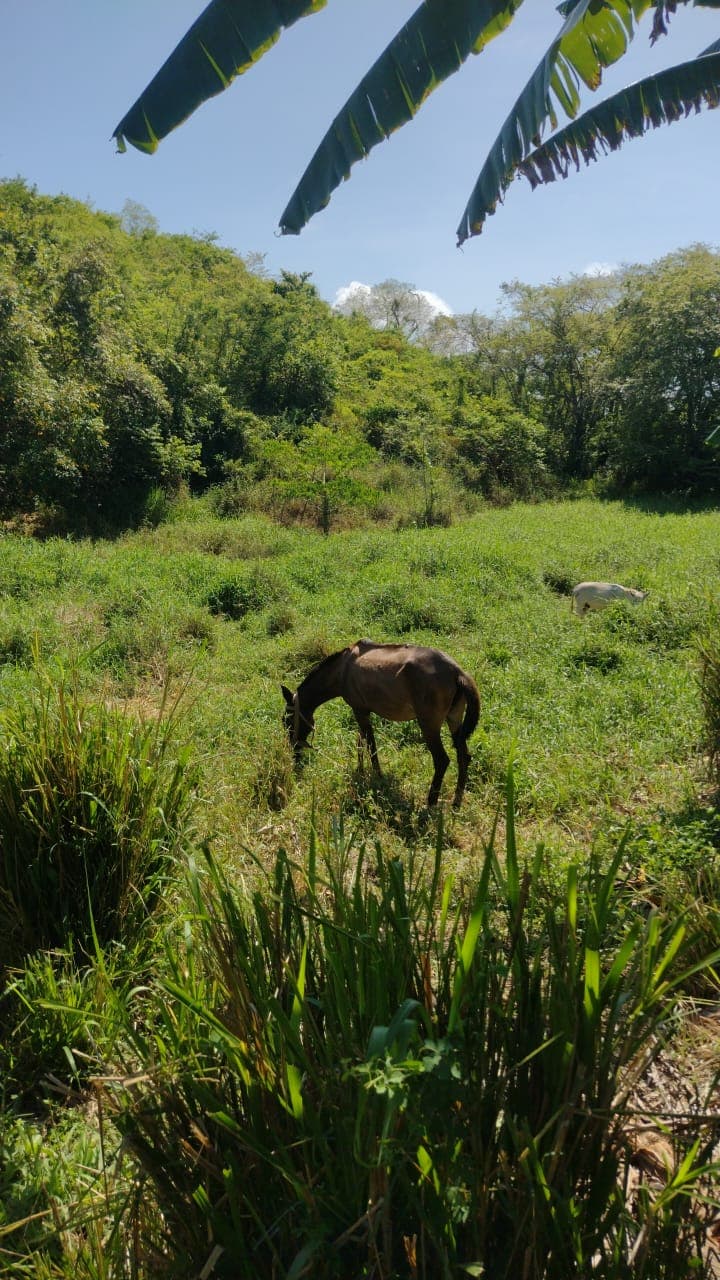 Juancito et le panneau qui veille sur la forêt