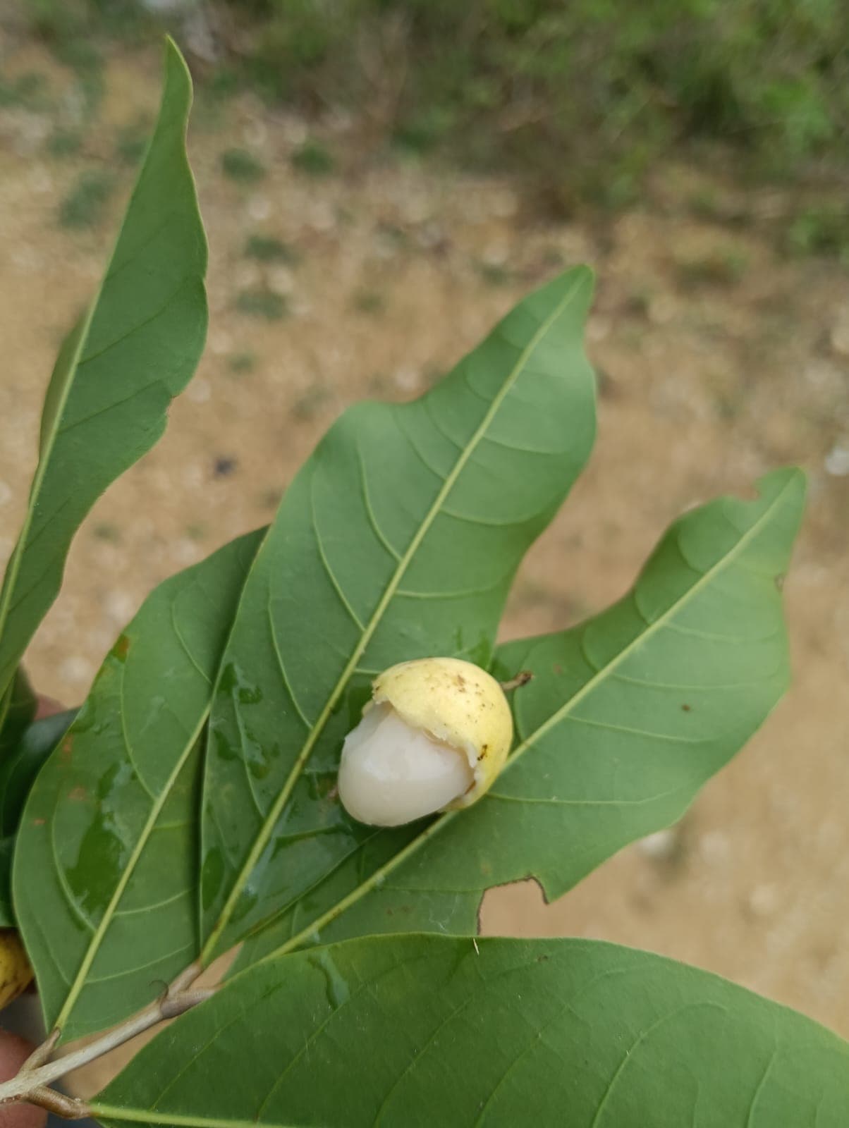 Le mamón de mico est en fleur à la Y de Broche · 6