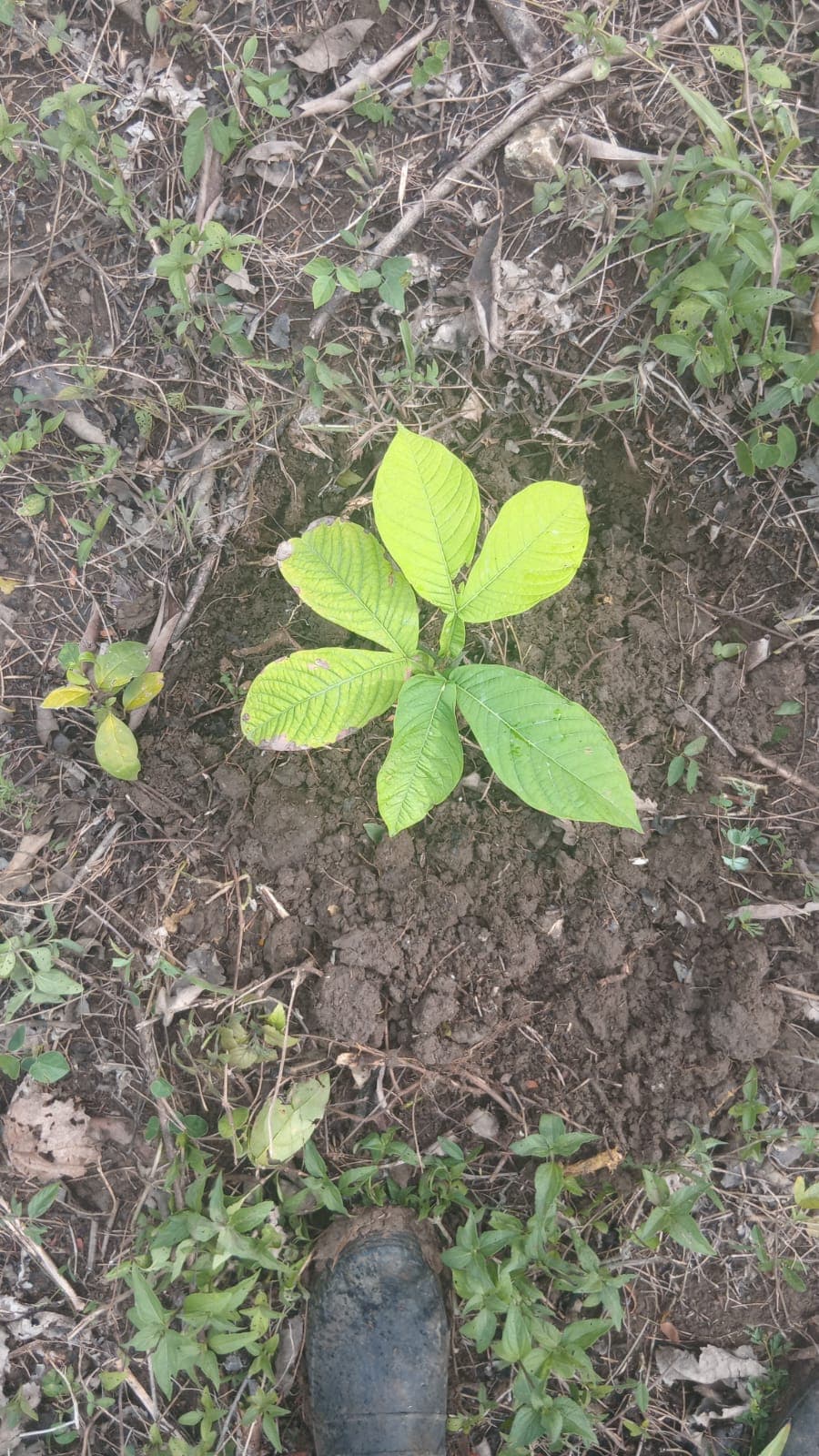Jender plante son jardin à Los Guardianes · 3