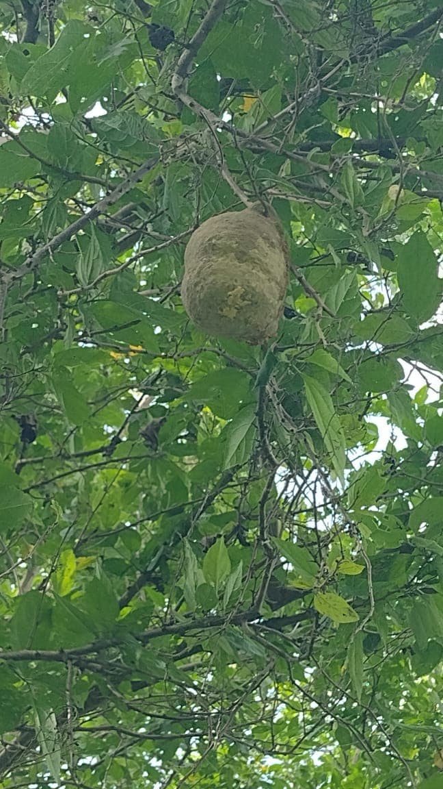 The Wasp Nest That Hung Between the Branches