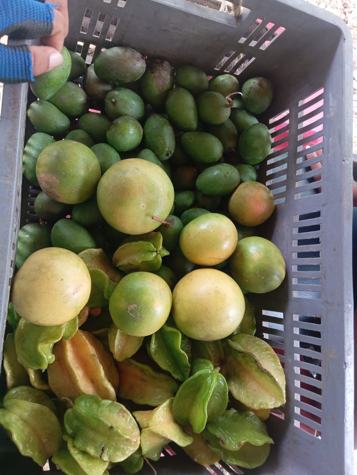 Harvest at Vista Hermosa for the Aviary