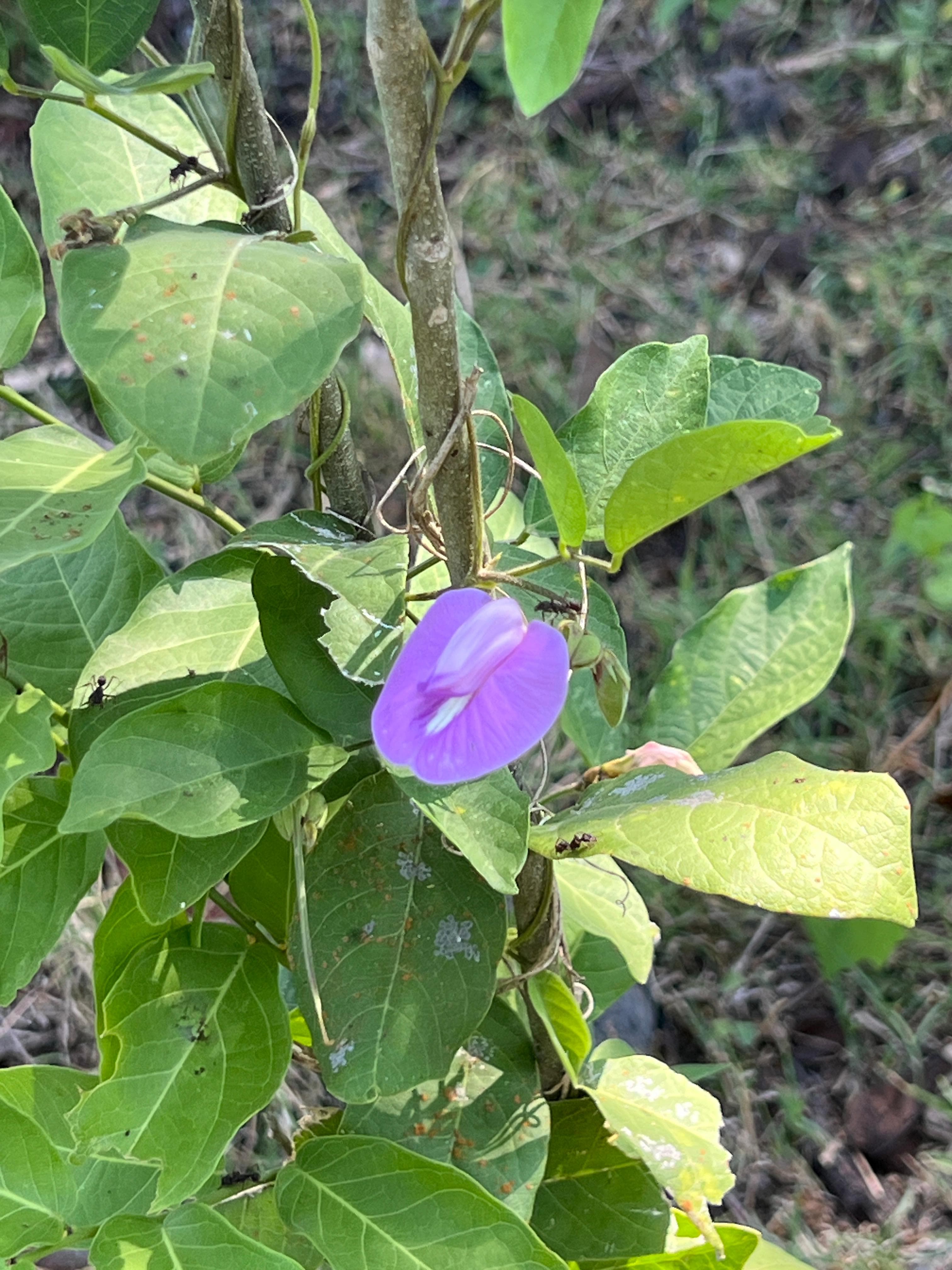 Two Purple Flowers on the Same Path