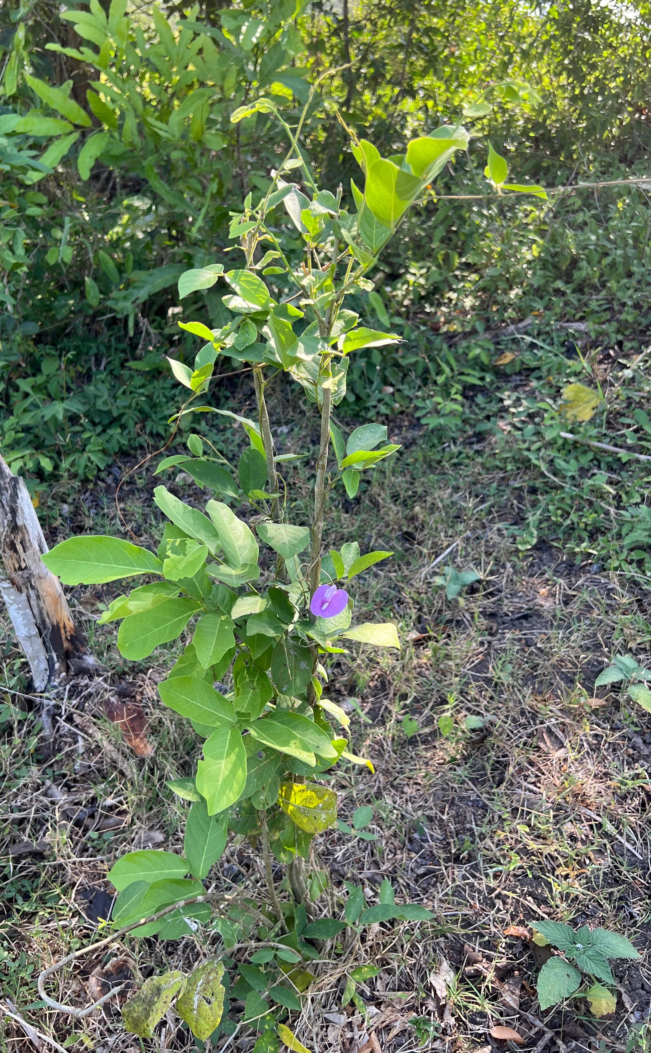 Two Purple Flowers on the Same Path · 2