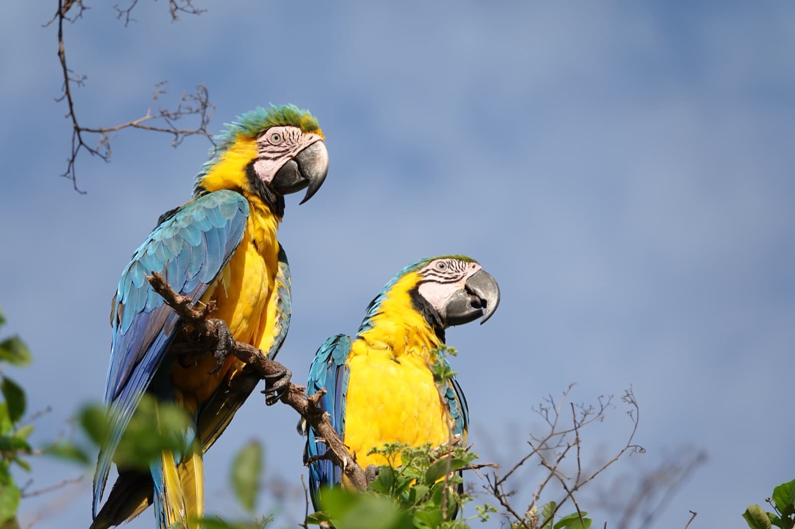 Pareja de guacamayas azul y amarilla en libertad, posadas en un árbol de la reserva