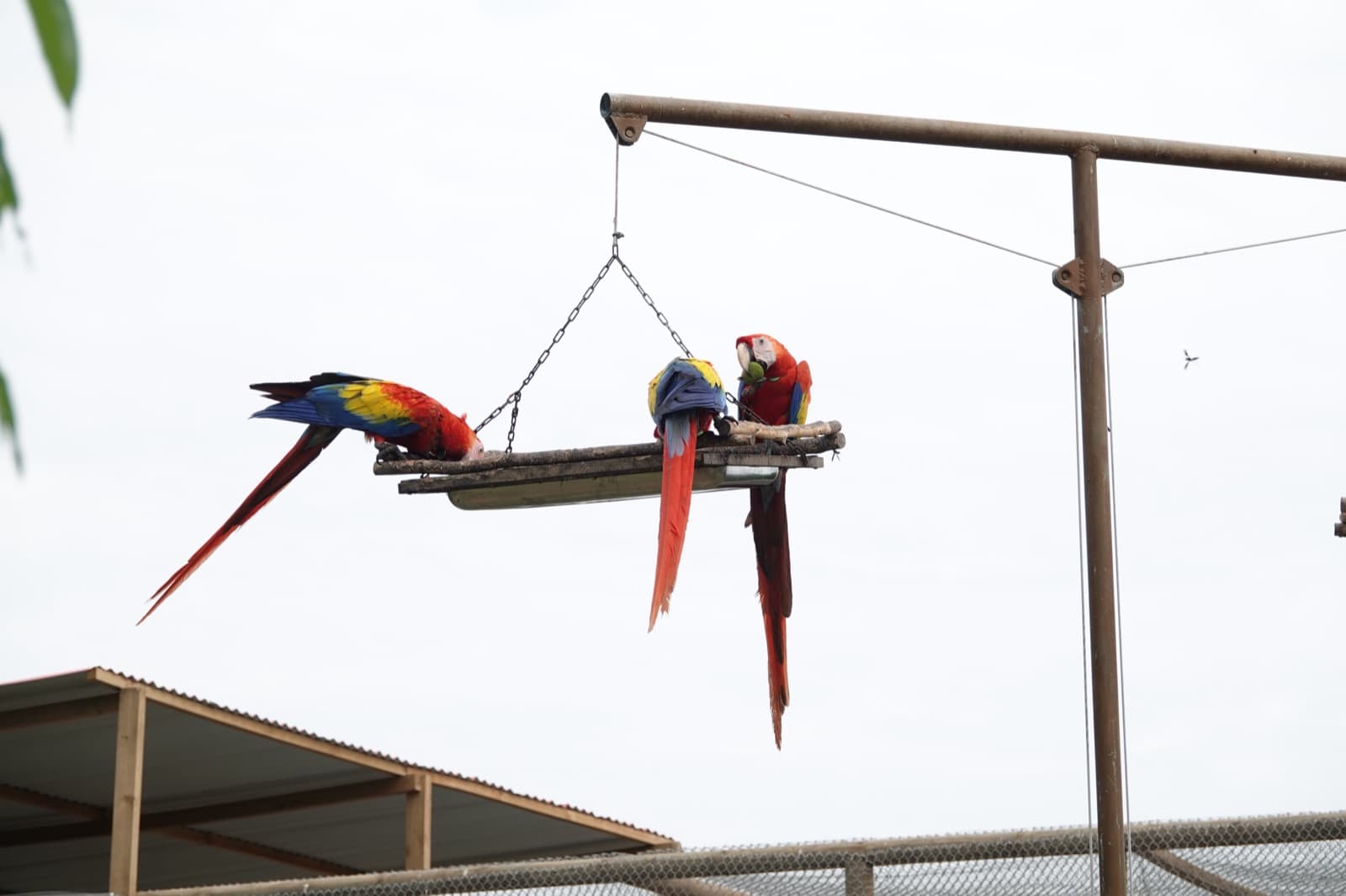 Guacamaya escarlata y guacamaya azul y amarilla en el santuario