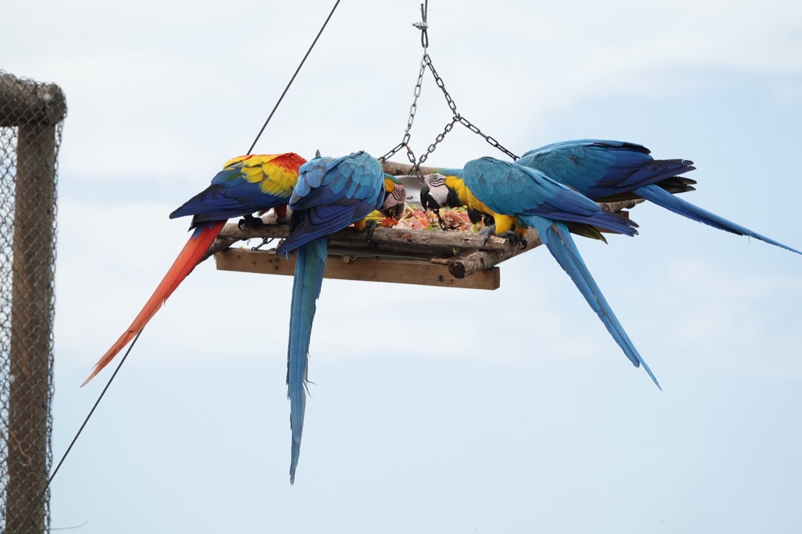 Guacamayas azul y amarilla en un comedero del santuario