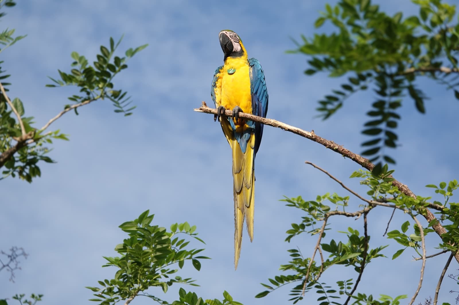 Guacamaya azul y amarilla (Ara ararauna) posada en libertad sobre la reserva