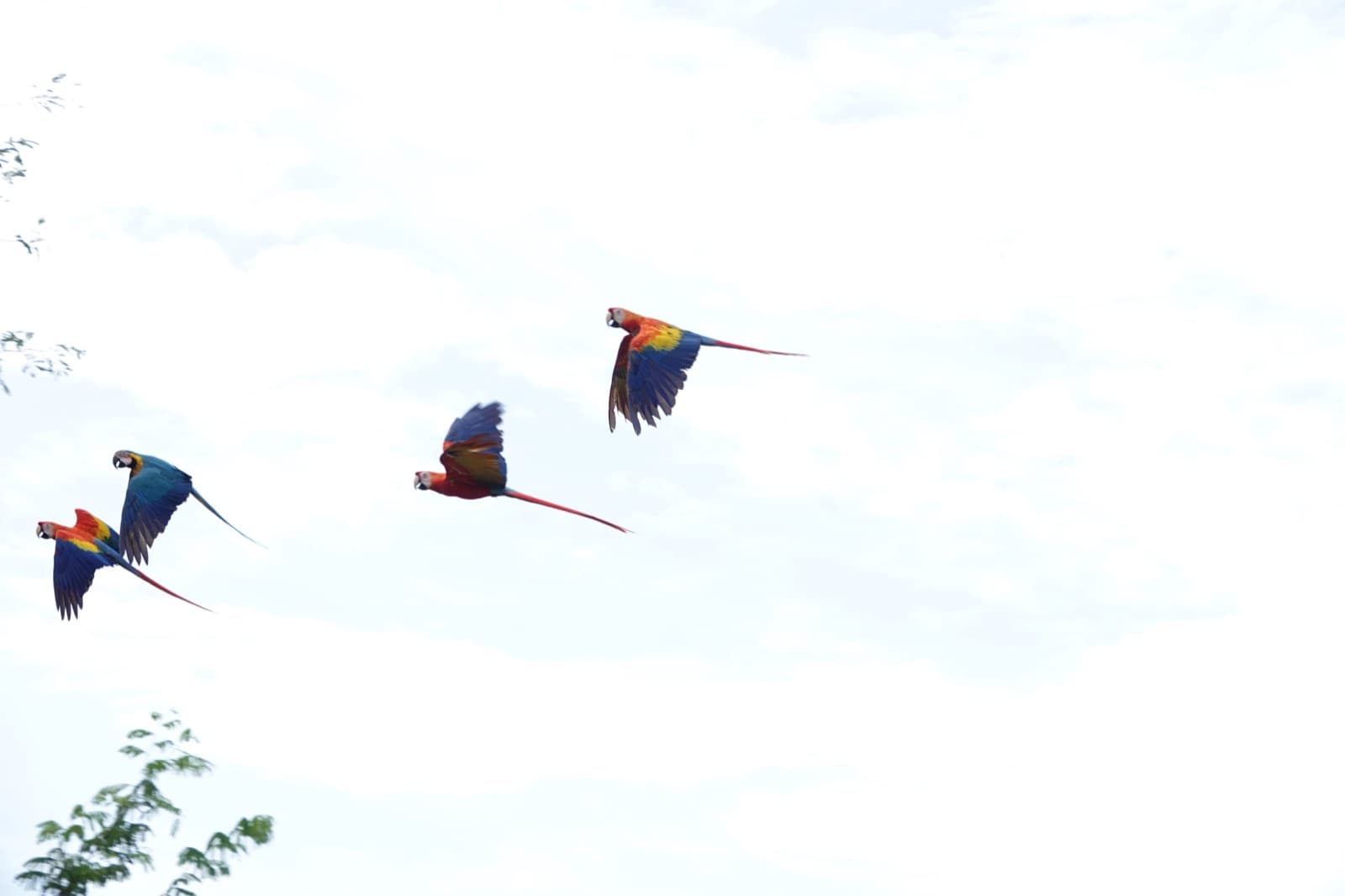Guacamayas escarlatas volando en libertad sobre la reserva