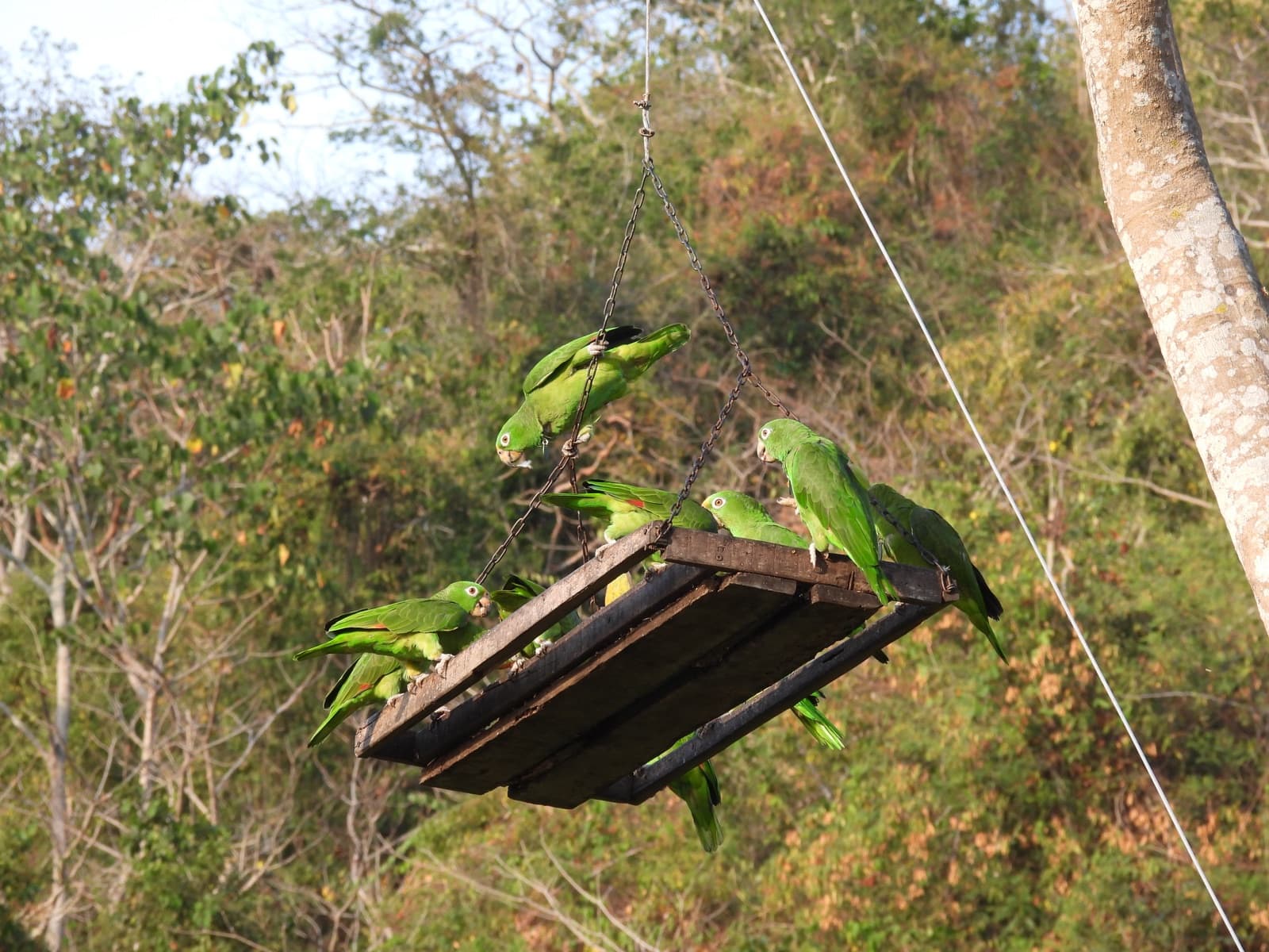 Lora amazona alimentándose en un comedero de la reserva.
