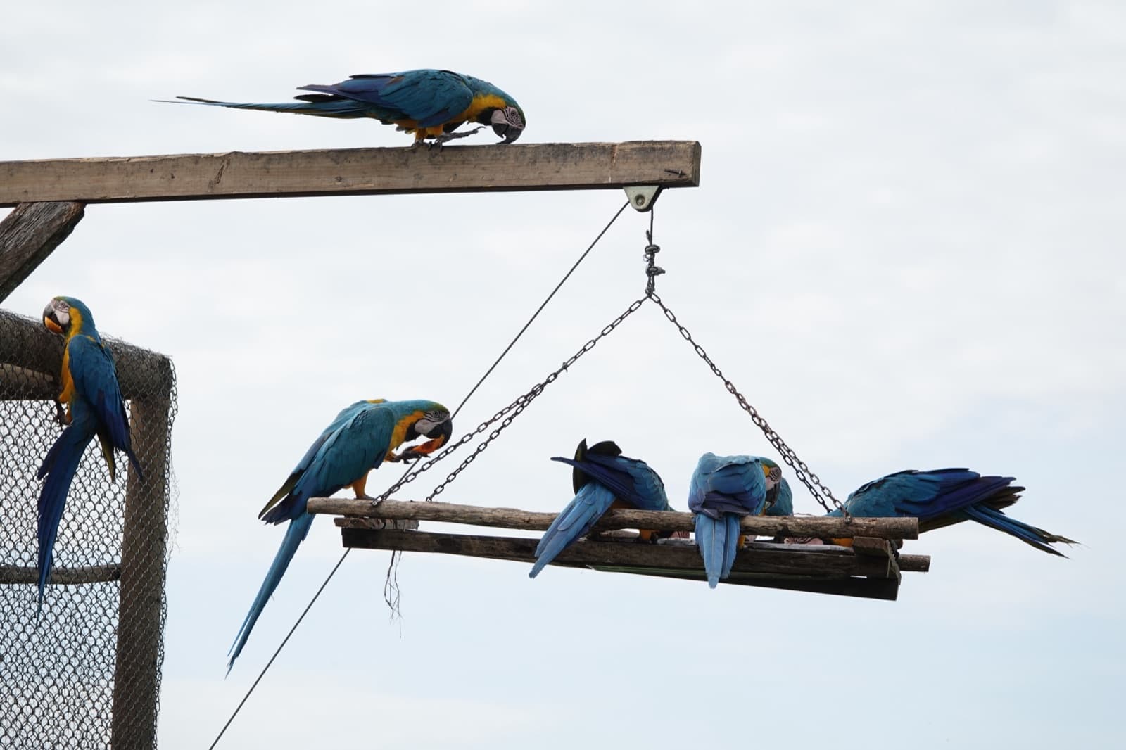 Guacamayas azul y amarilla (Ara ararauna) posadas en un comedero de la reserva.