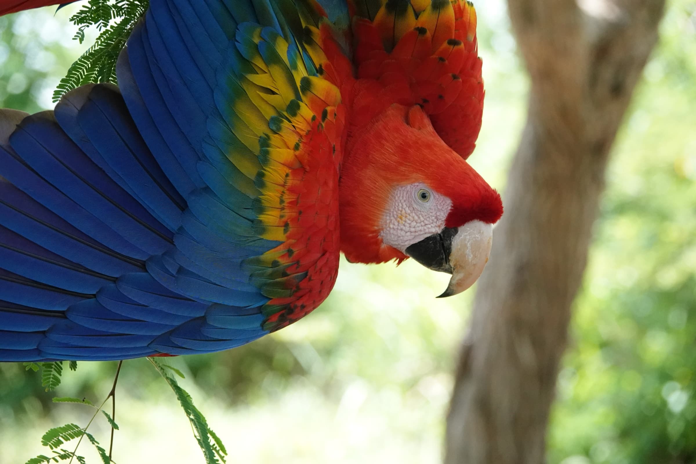 Guacamaya bandera (Ara macao) de cerca, con su plumaje rojo, amarillo y azul