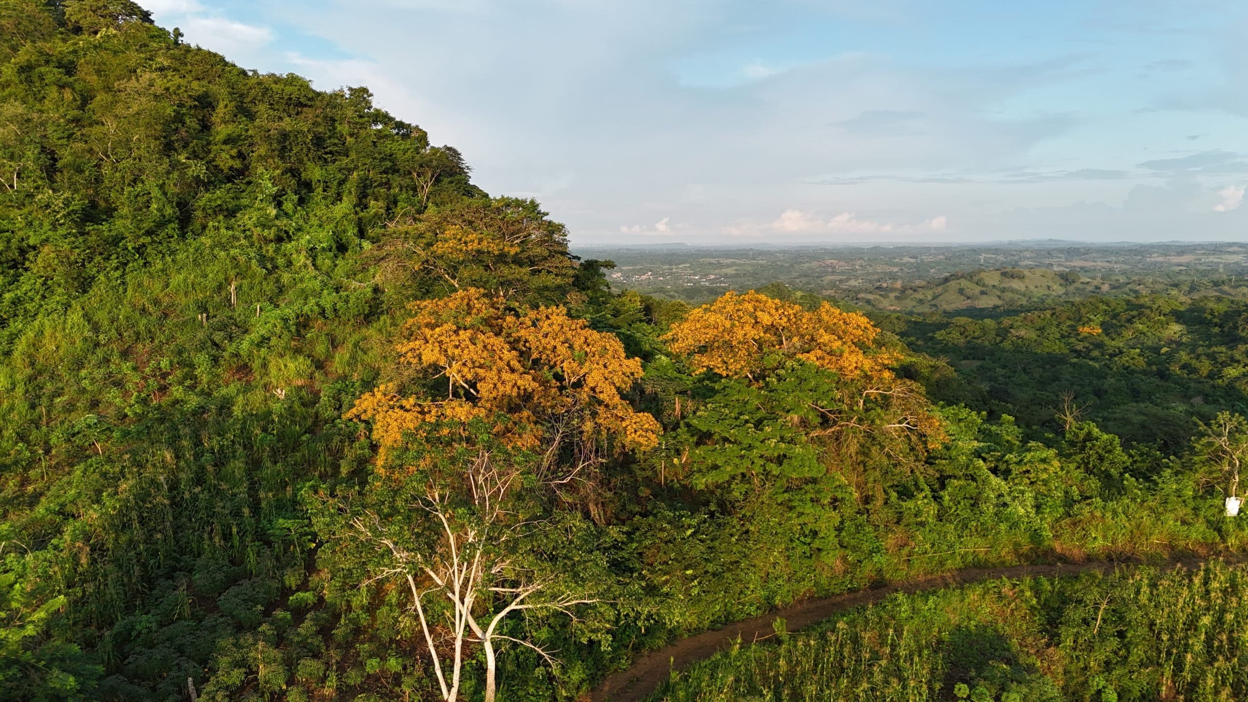 Árbol Guardián del Bosque: Deja tu legado en el bosque