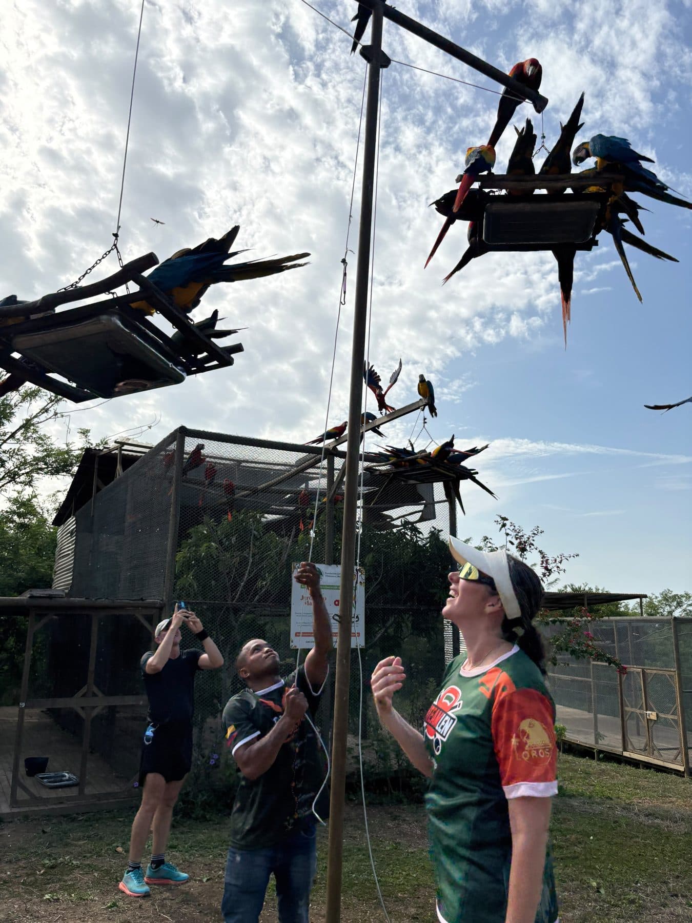Guacamayas en el comedero de la reserva