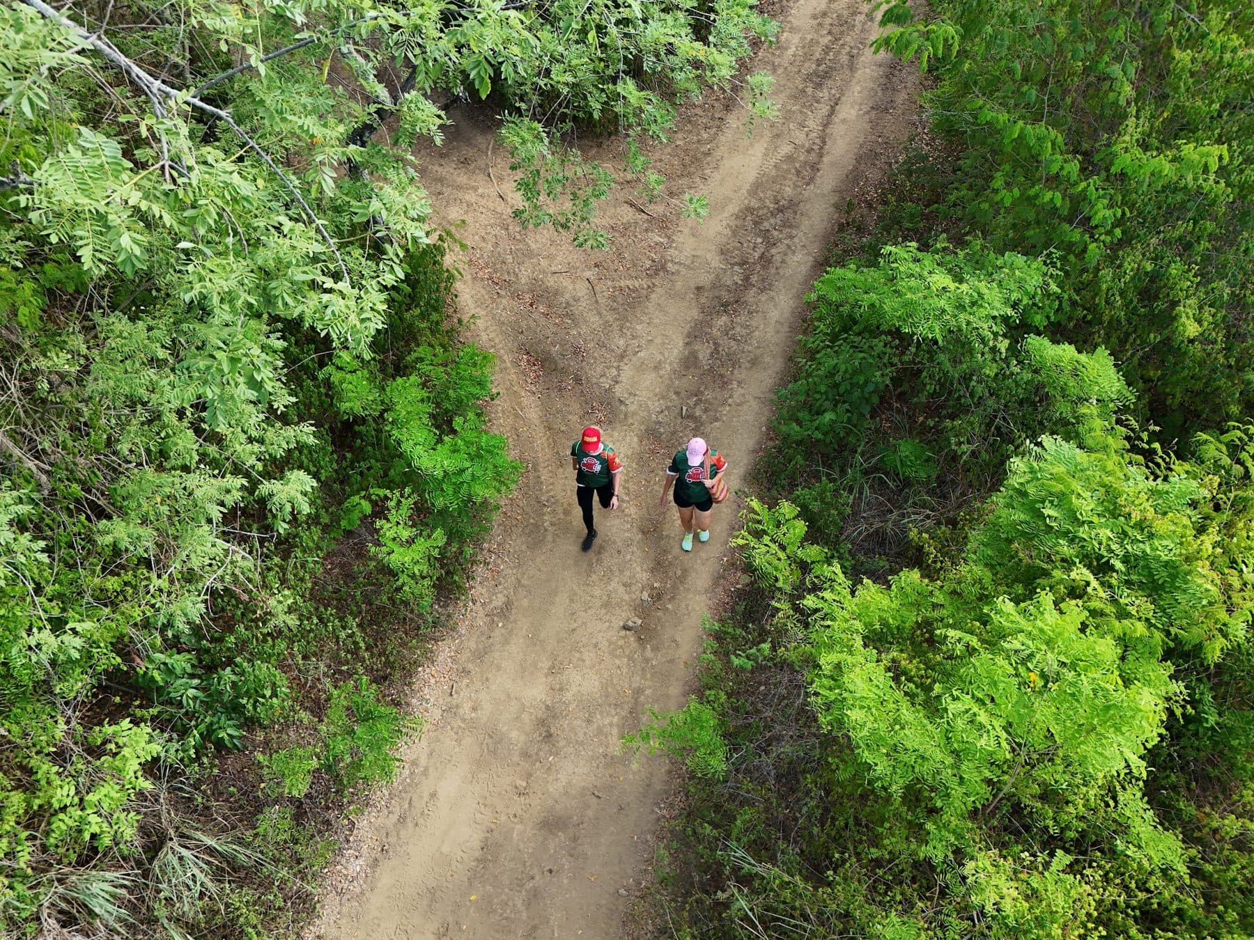 El sendero se abre en dos entre el bosque