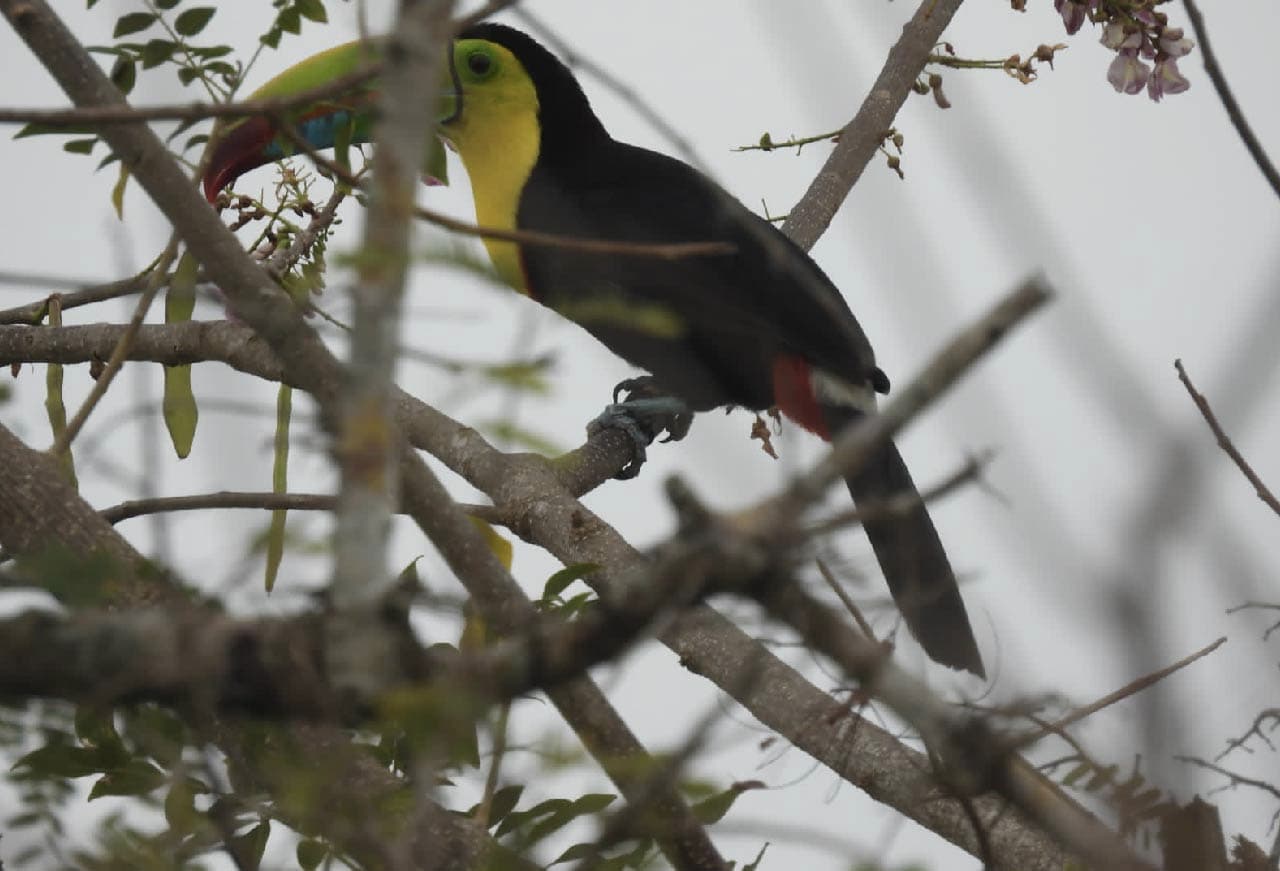 Tour privado de observación de aves en un bosque seco tropical