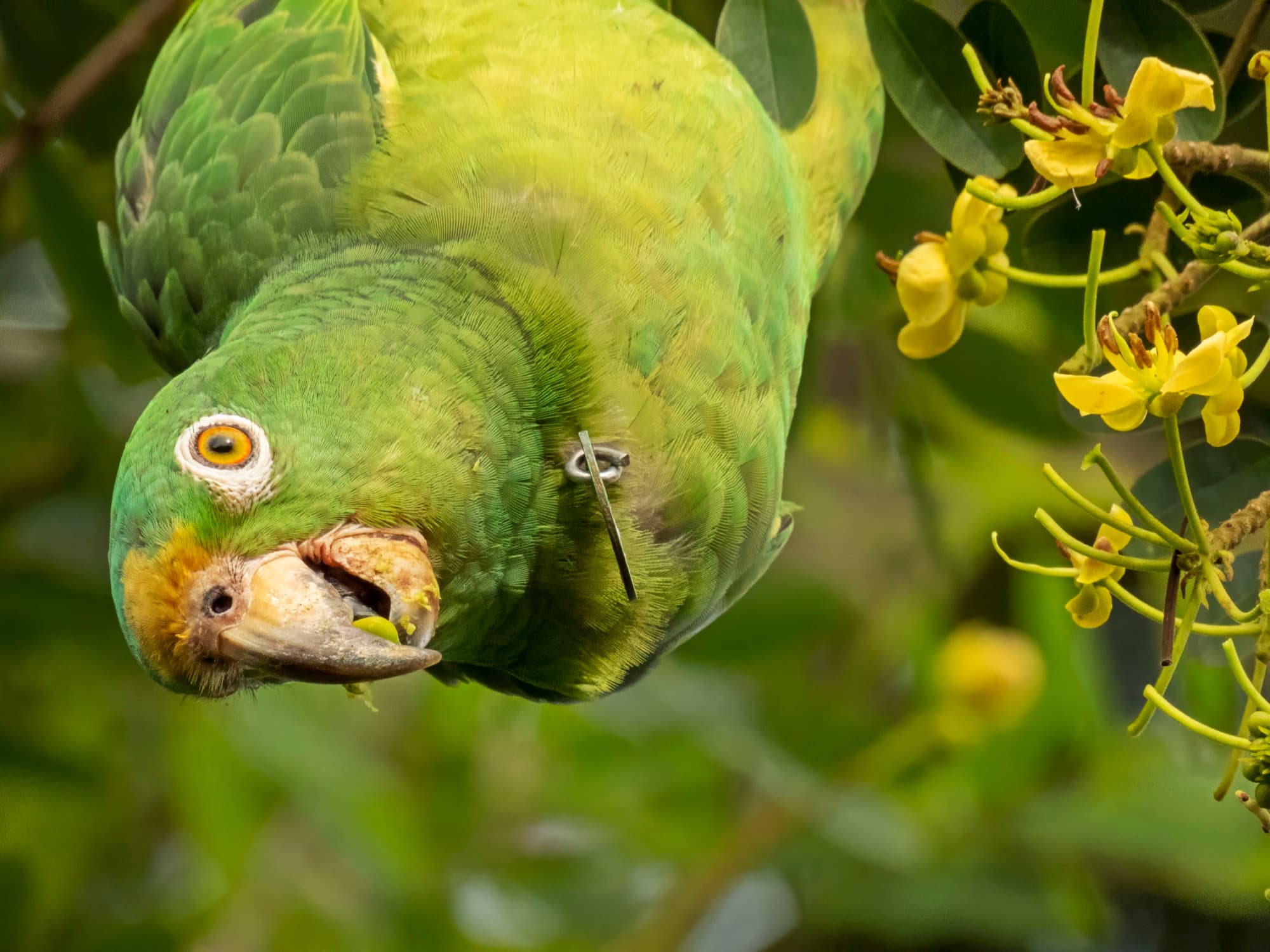 A yellow-crowned amazon (Amazona ochrocephala) hangs upside down among yellow flowers while feeding.