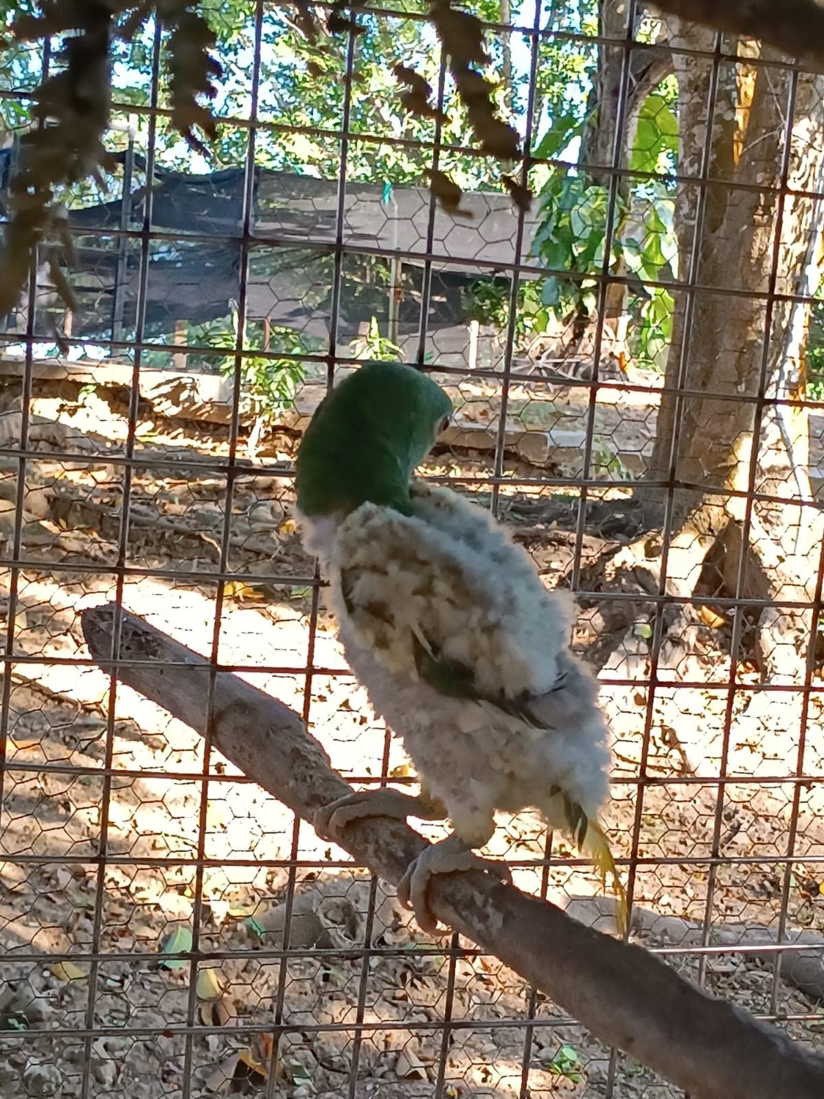 Mateo on arrival: almost featherless, his body covered in down, perched inside an enclosure.