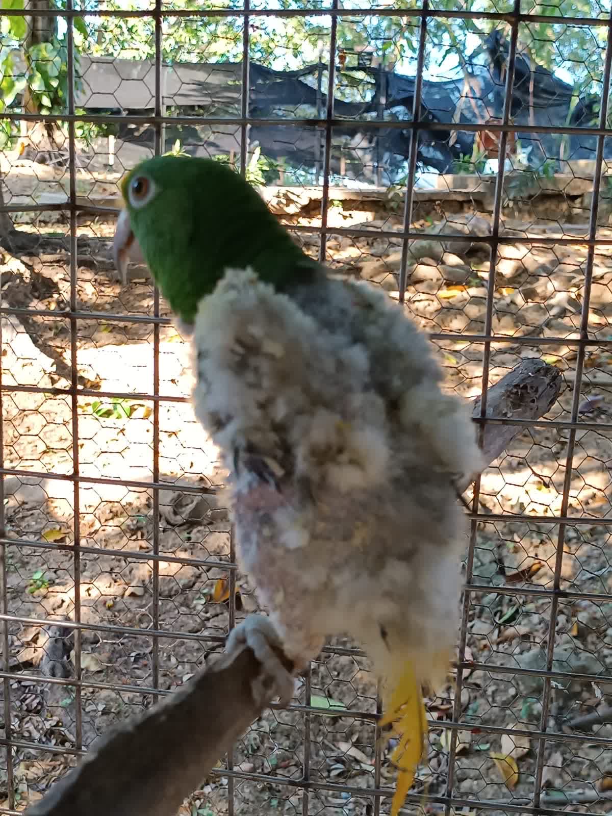 Mateo on arrival, almost featherless from feather-plucking.