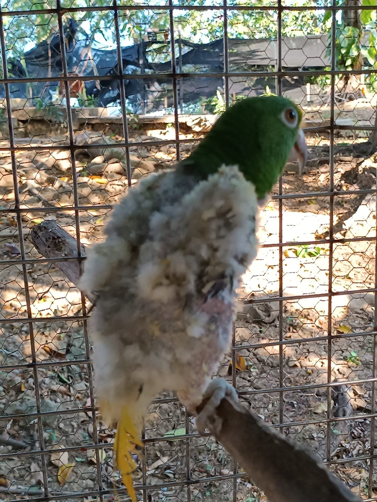 Mateo on arrival, detail of the featherless areas.