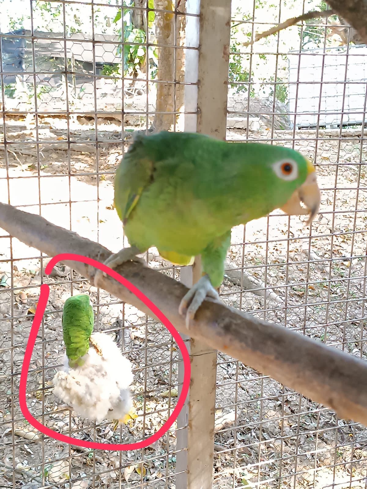 Mateo (circled) beside another fully feathered parrot, for contrast.