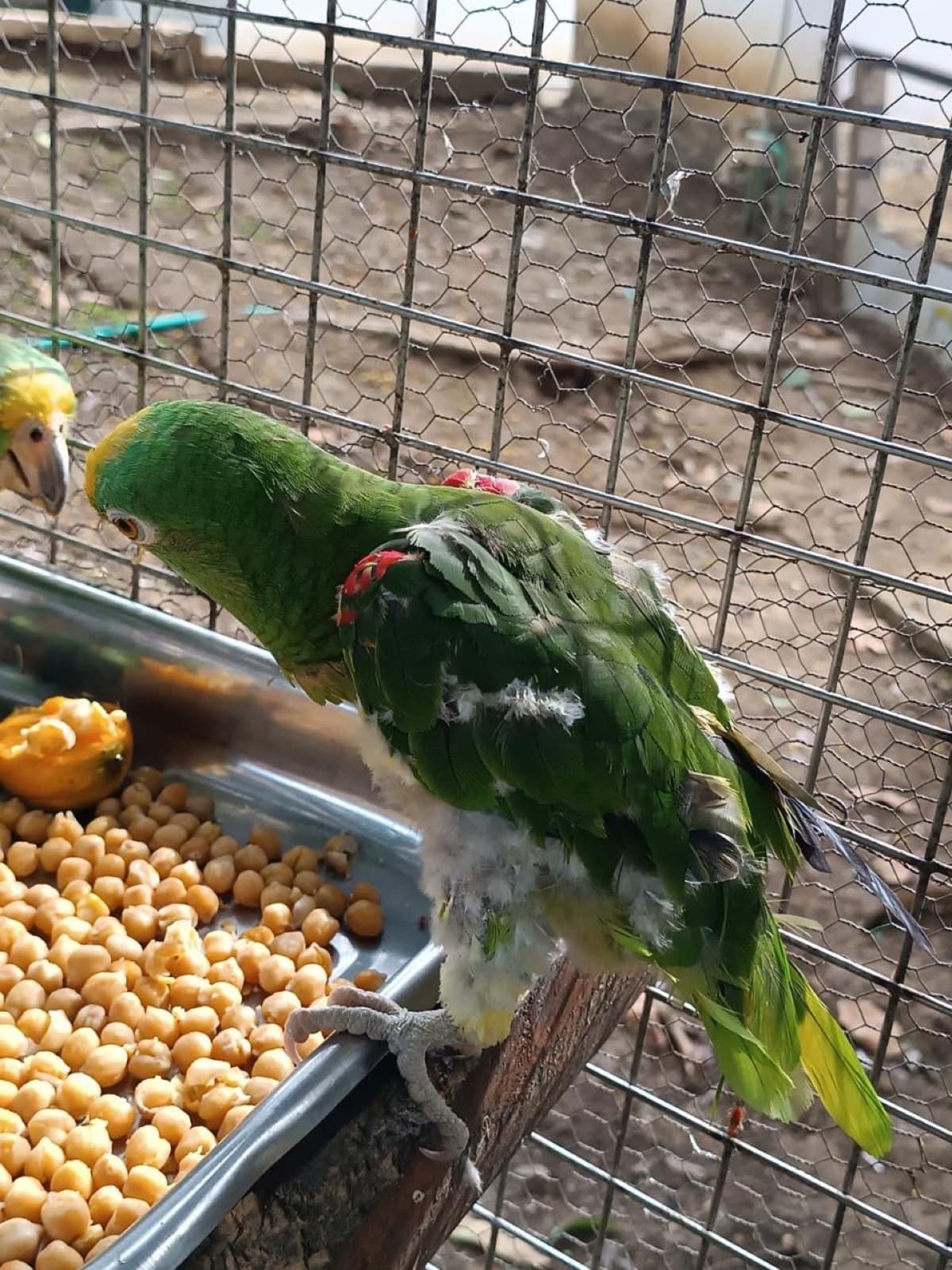 Mateo regaining plumage, mid recovery.