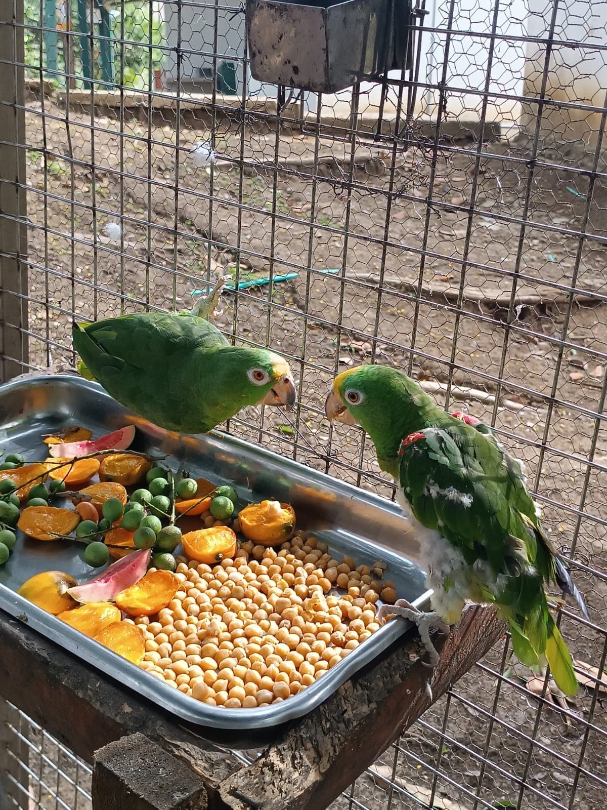 Mateo in his rehabilitation space.