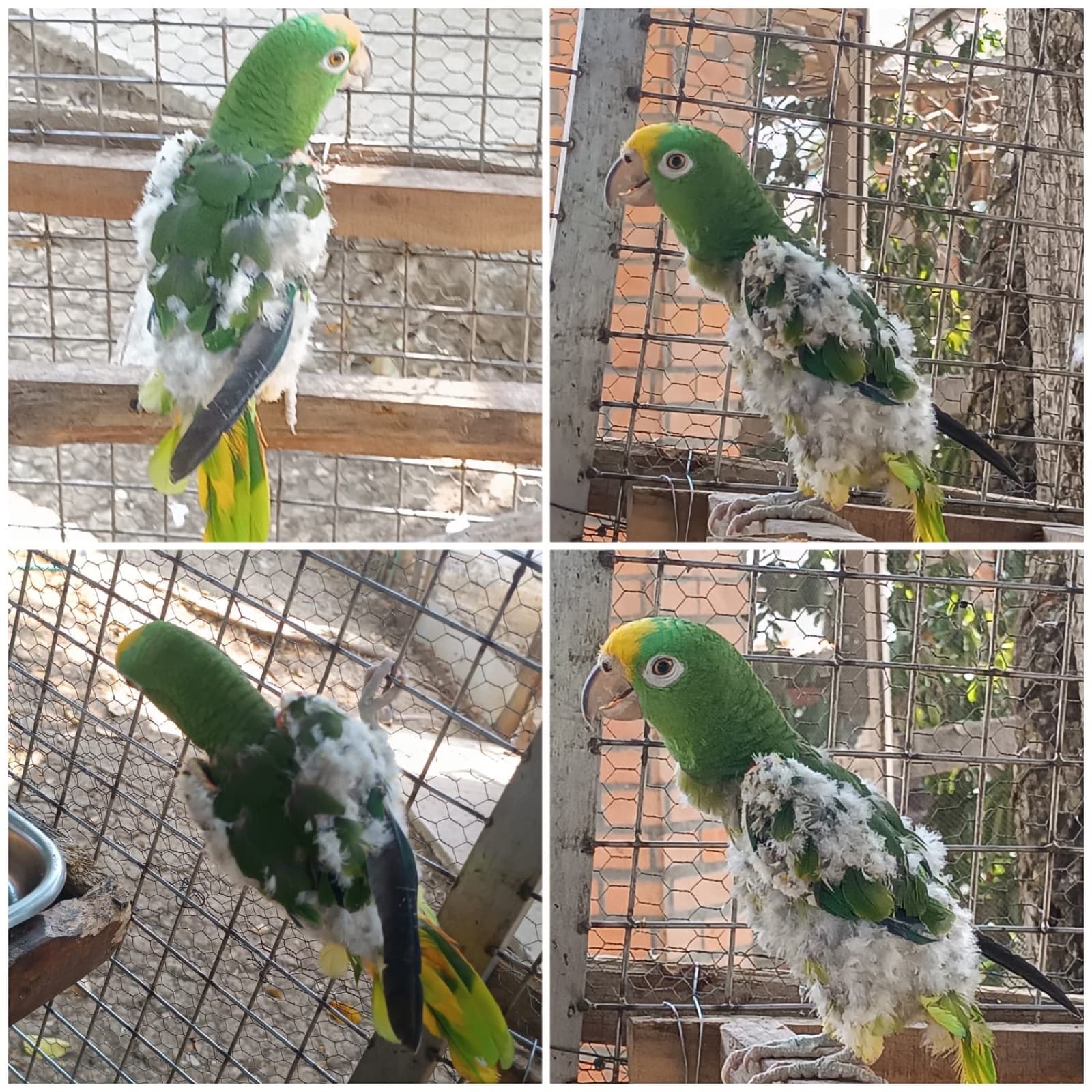 Mateo during recovery: new green feathers growing over his body and wings.