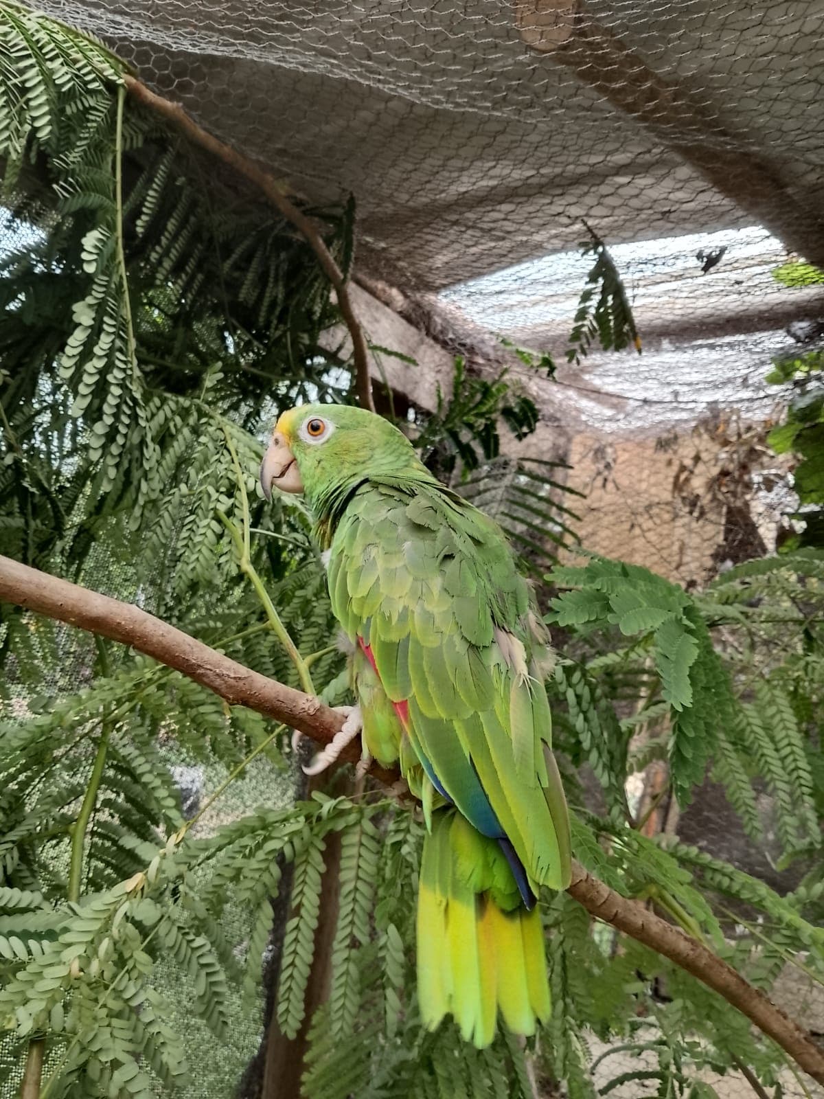 Mateo: from solitude back to freedom