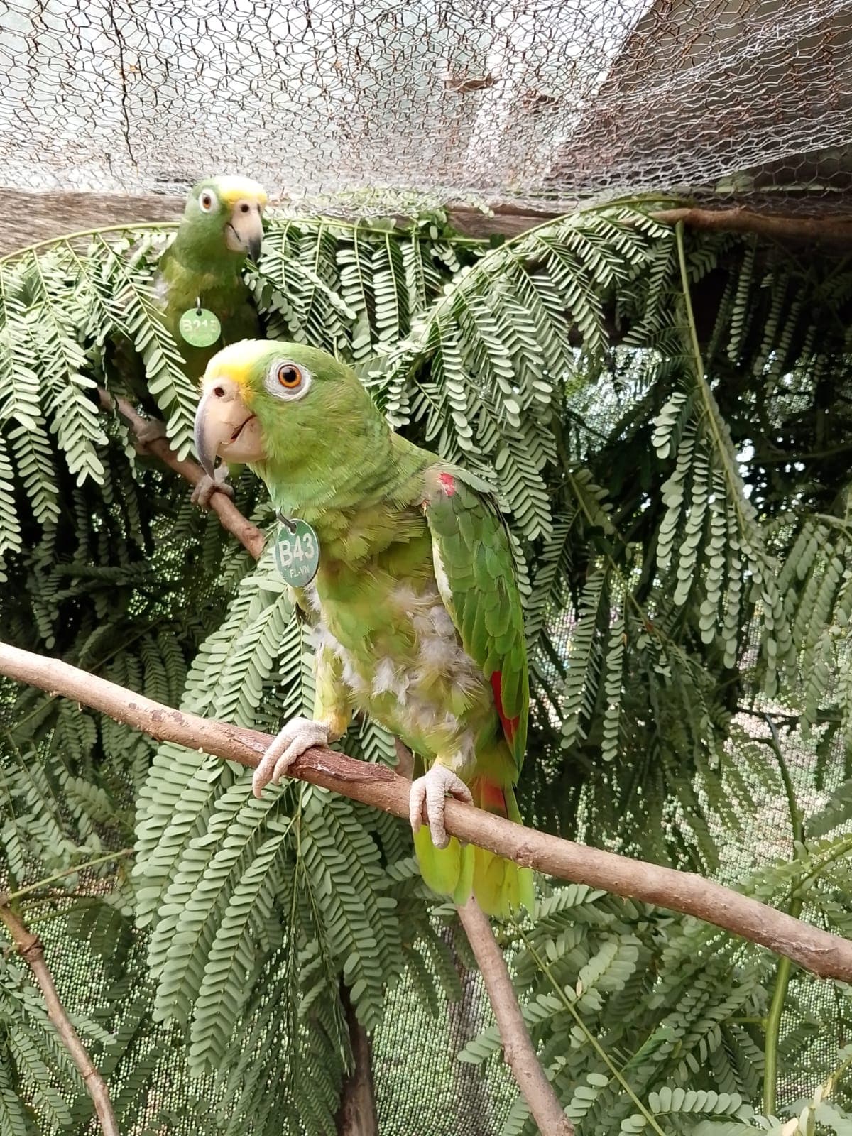 Mateo recovered, ready for his return to the wild.