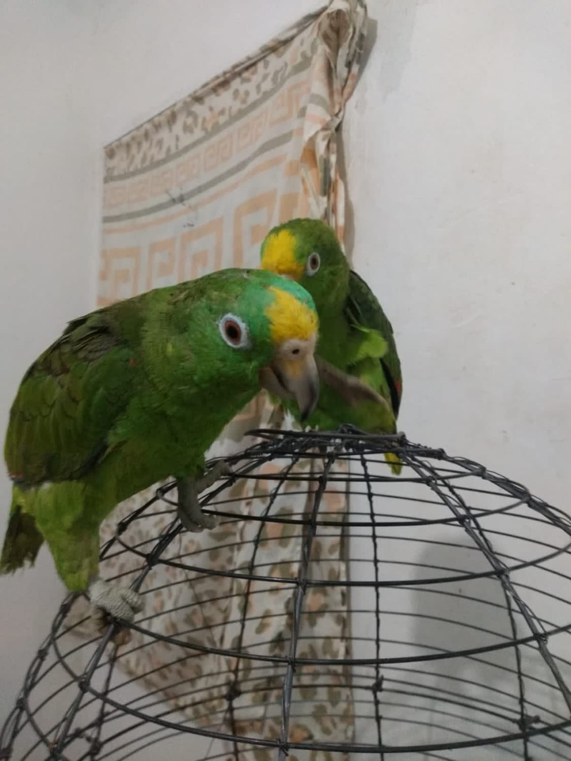 Dos loros frentiamarillos posados sobre una jaula, dentro de una casa.