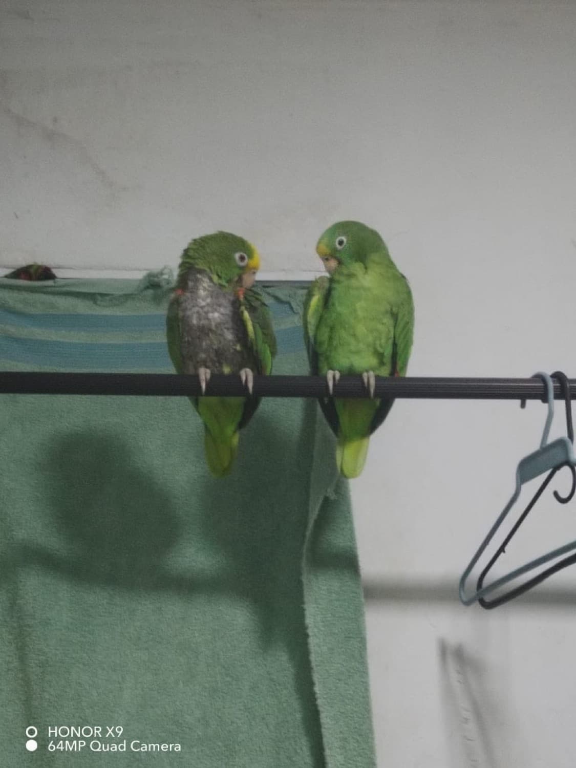 Dos loros posados sobre una varilla, junto a ropa tendida y ganchos.