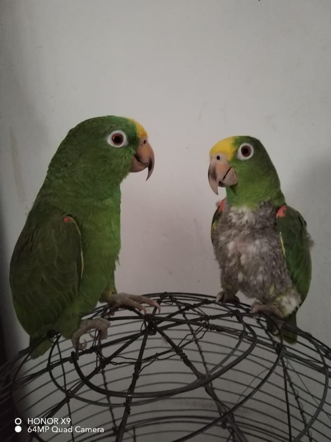 Dos loros; el de la derecha con el pecho sin plumas.