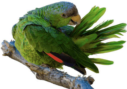 Loro verde