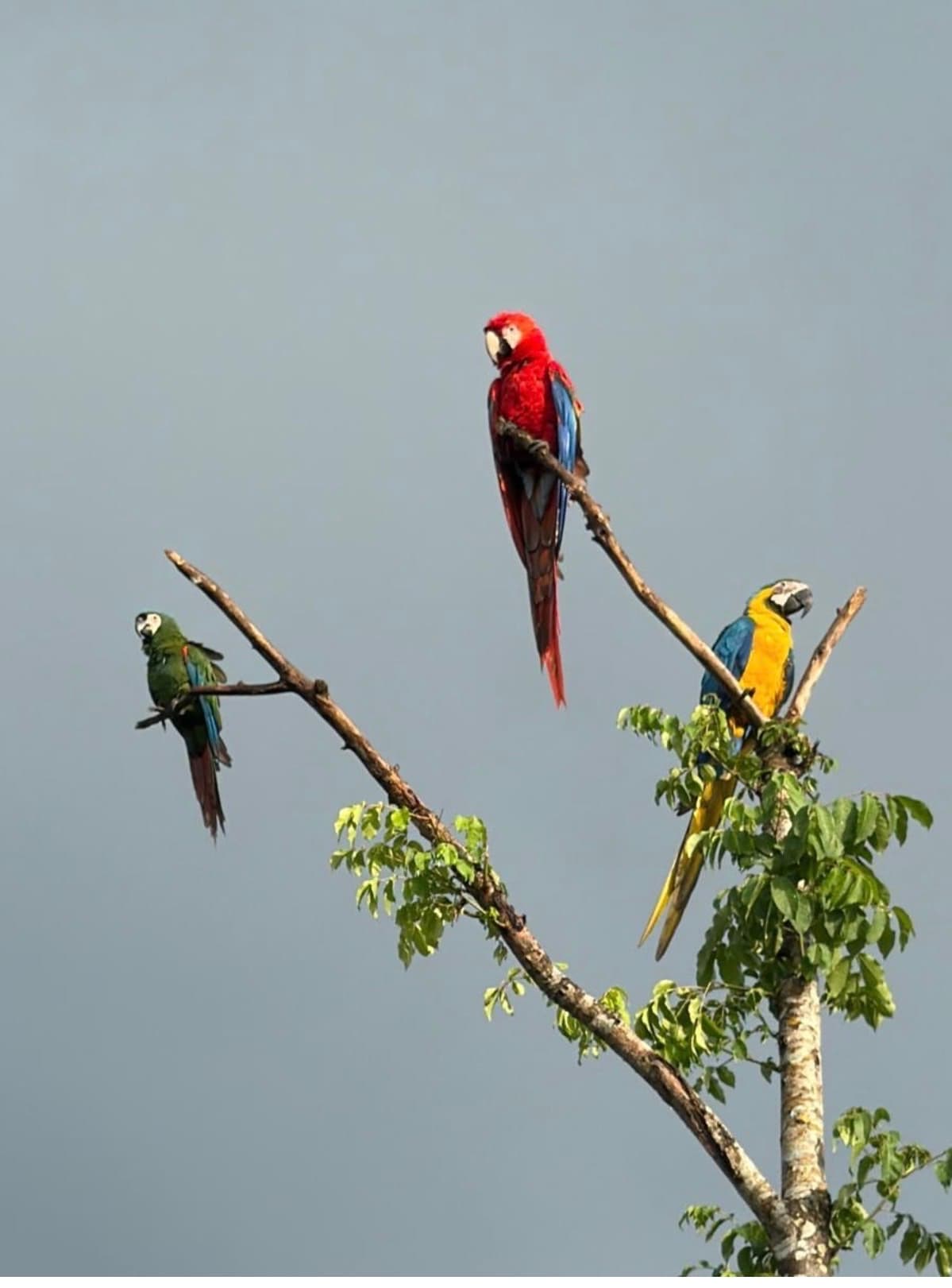 Tres guacamayas posadas en una rama de jobo