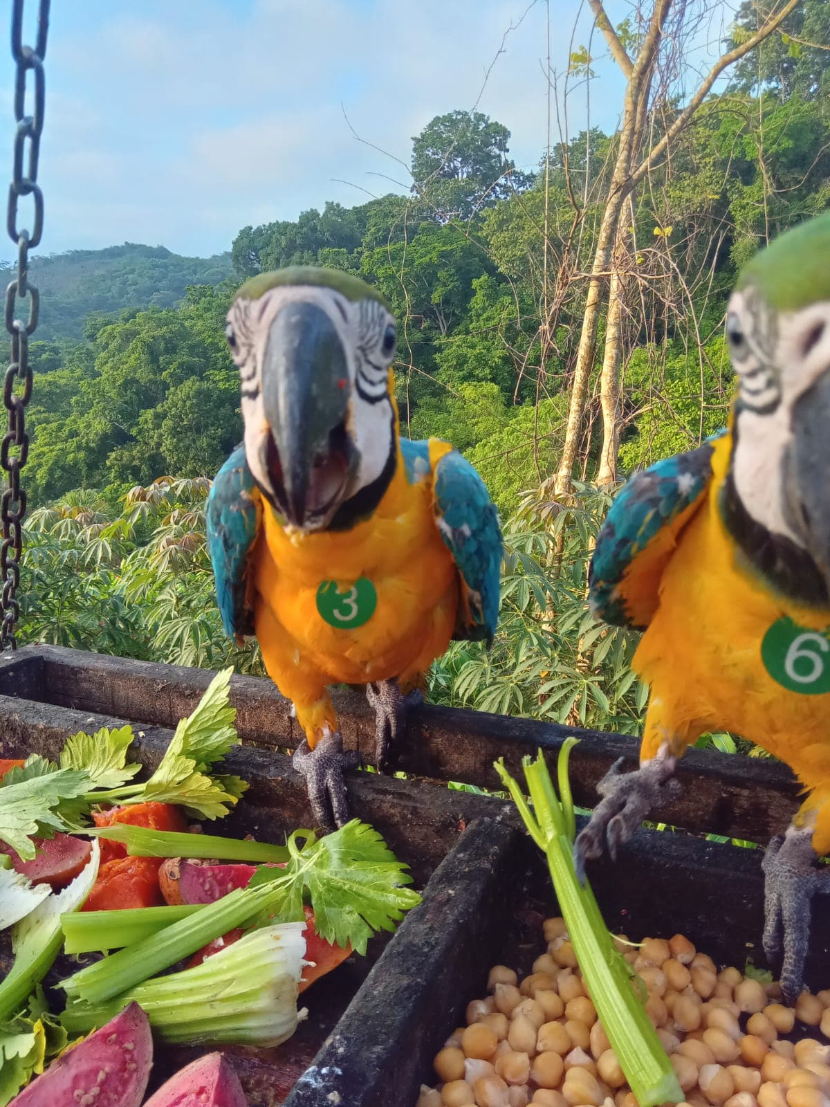 Las Mejores Experiencias con Animales en Cartagena